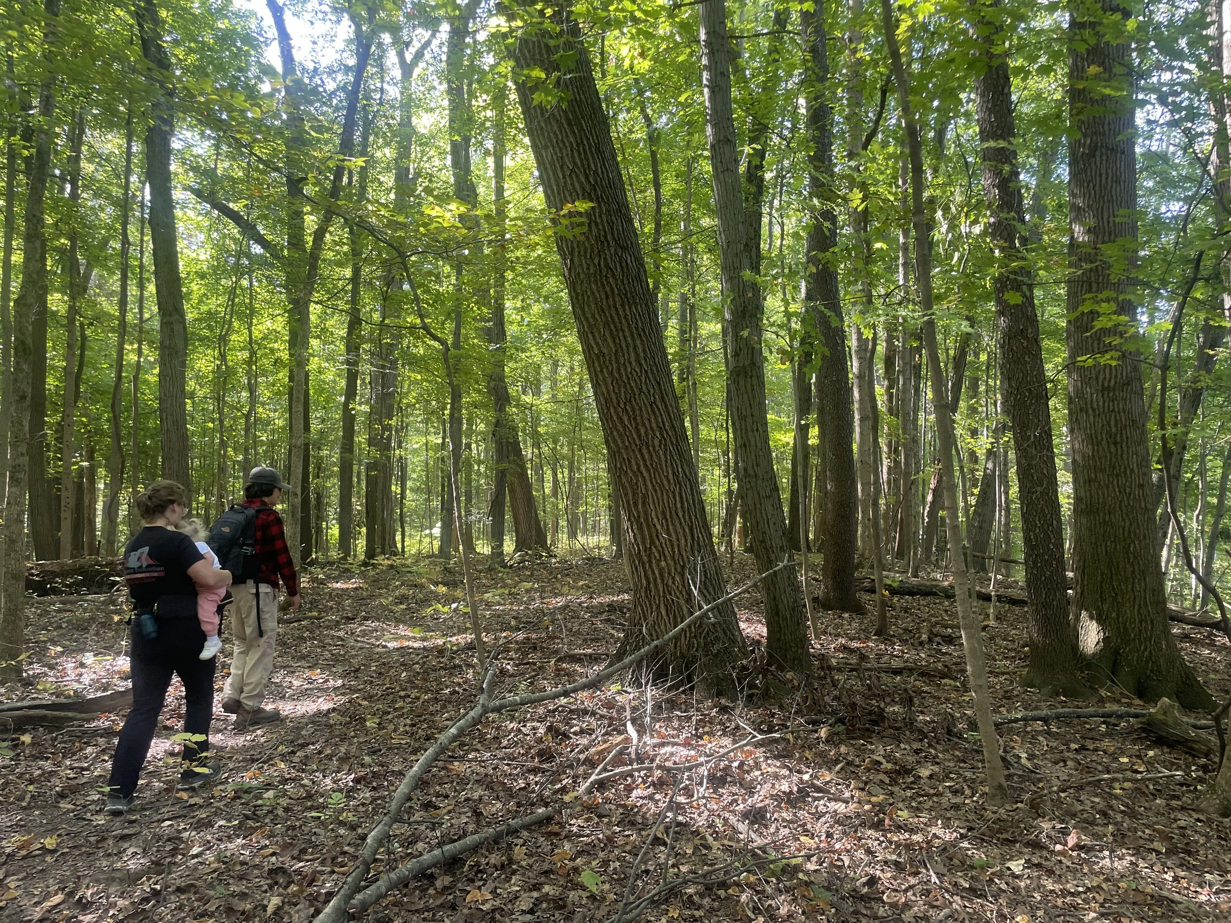Sears Woods State Nature Preserve, Crawford County, OH