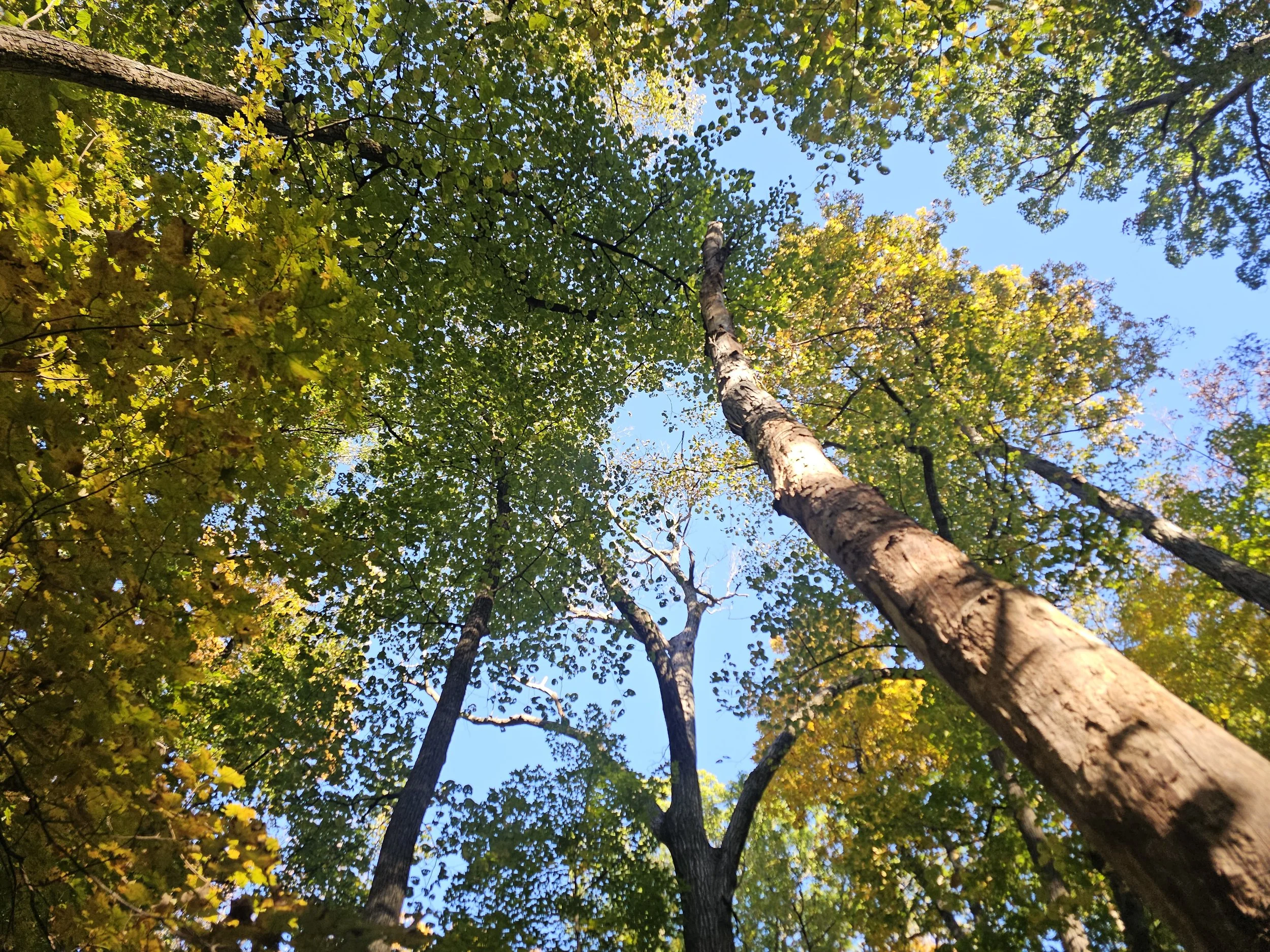 Berns-Meyer Nature Preserve, Pulaski County, IN