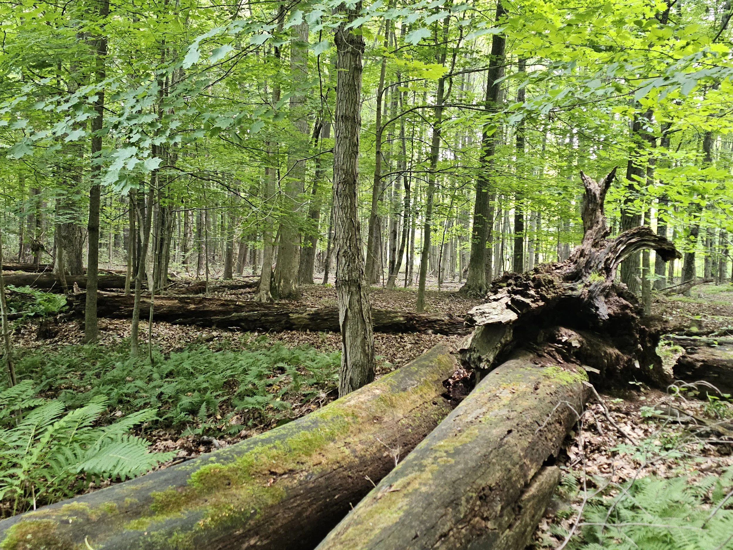Independence Oaks County Park, Oakland County, MI