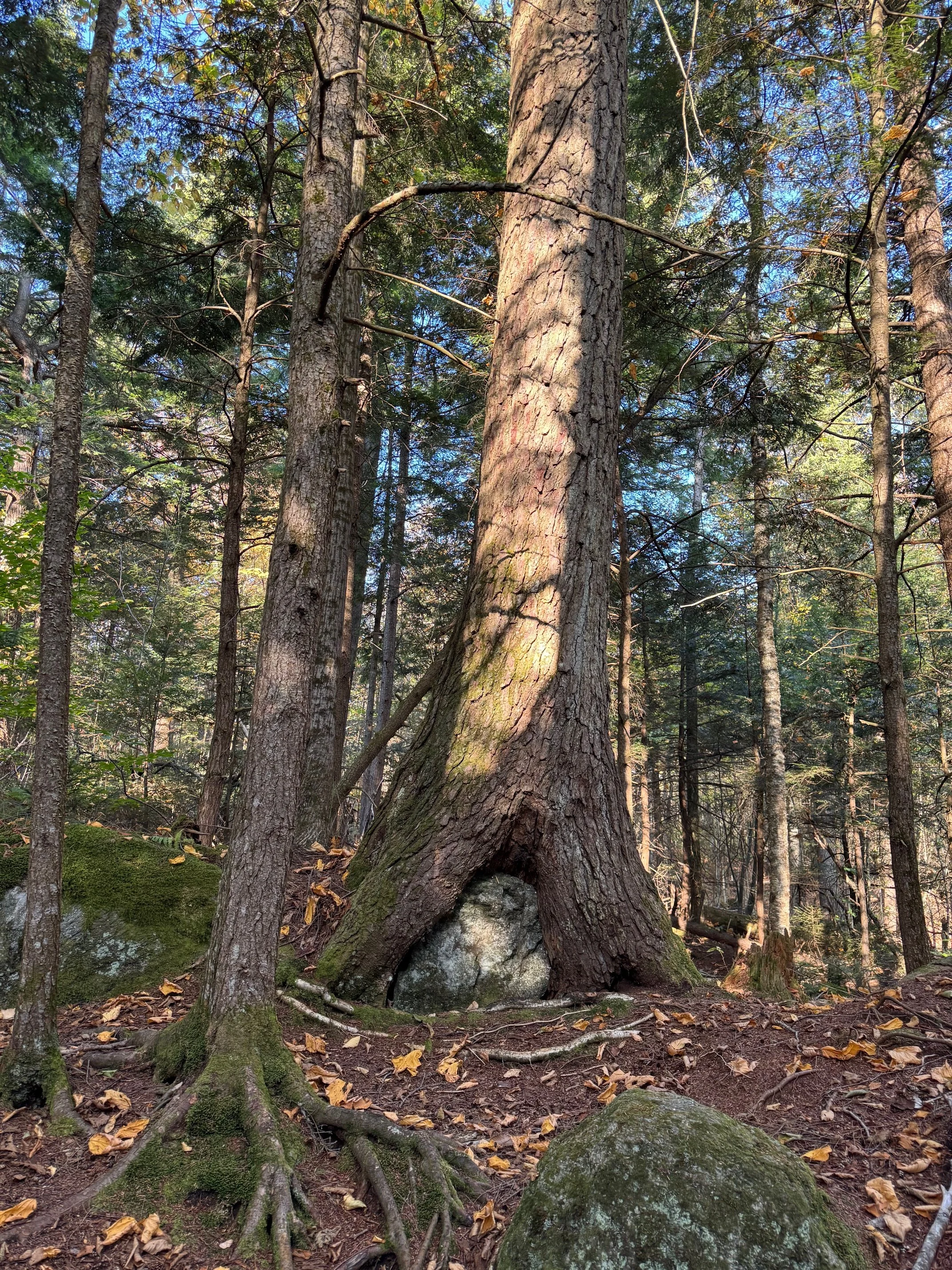 Snyder Brook Scenic Area - White Mountain National Forest, Coos County, NH