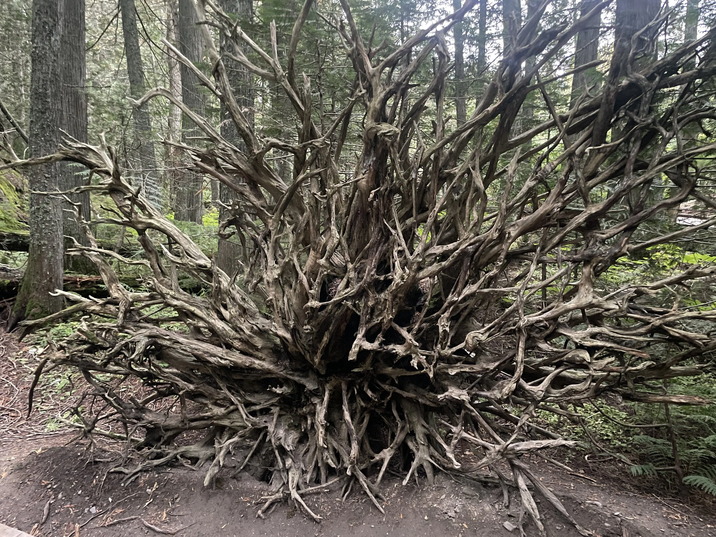 Trail of the Cedars, Flathead County, MT