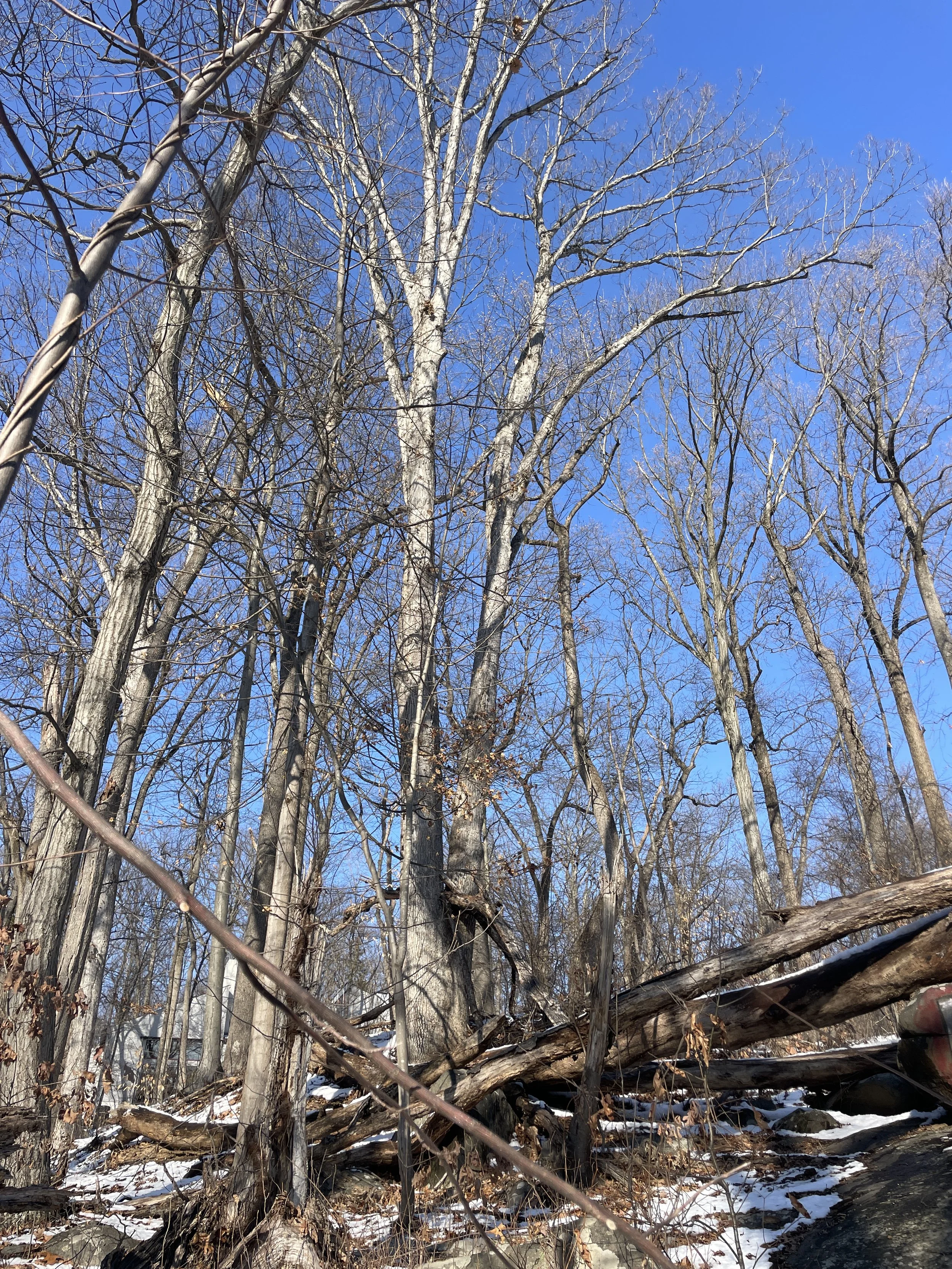 John Witherspoon Woods, Mercer County, NJ