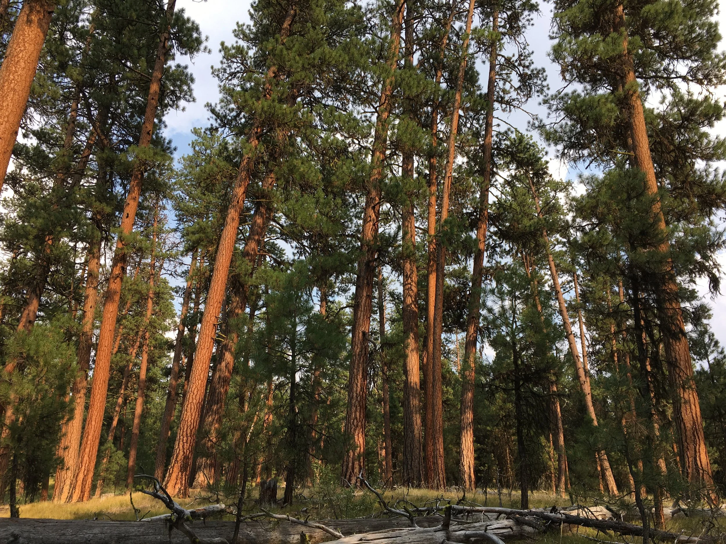 Swick Old-Growth Site, Grant County, OR. Photo courtesy of Chandra LeGue.