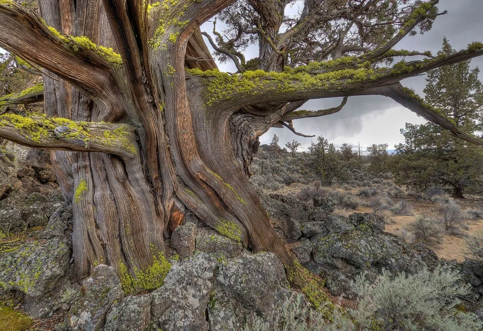 Ancient Juniper Trail - Oregon Badlands Wilderness, Deschutes County, OR. Photo courtesy of Greg Burke.