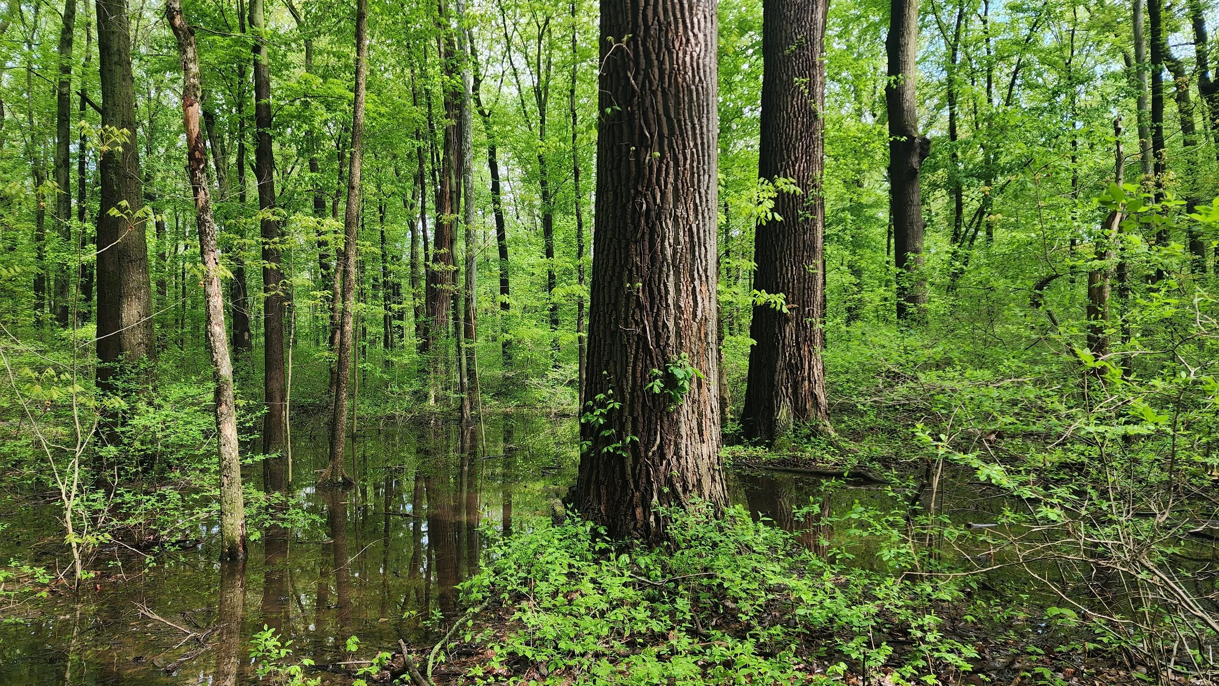 Pearson Swamp Remnant Forest, Lucas County, OH. Photo courtesy of Zuri Carter.
