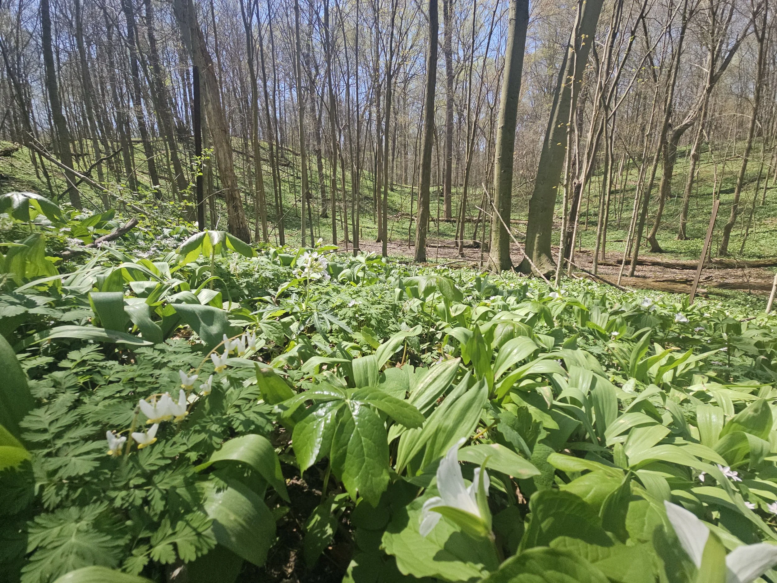 Edna W. Spurgeon Woodland Reserve, Noble County, IN