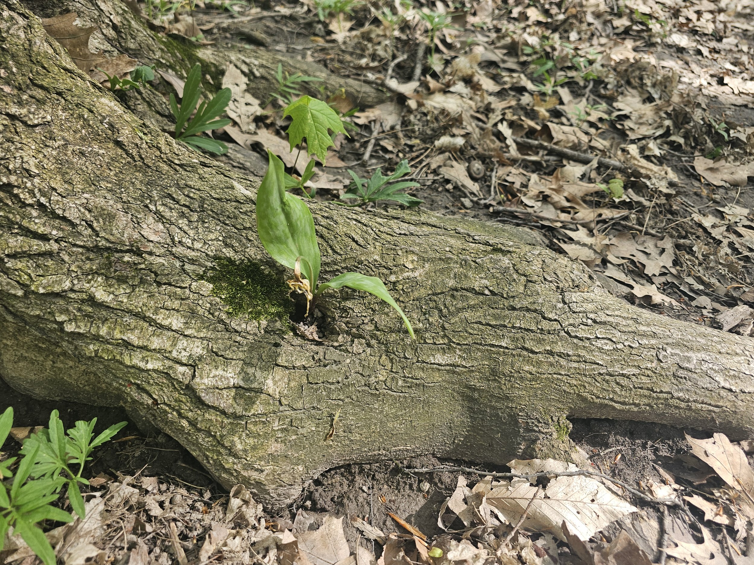 Lepard Nature Preserve, Kent County, MI