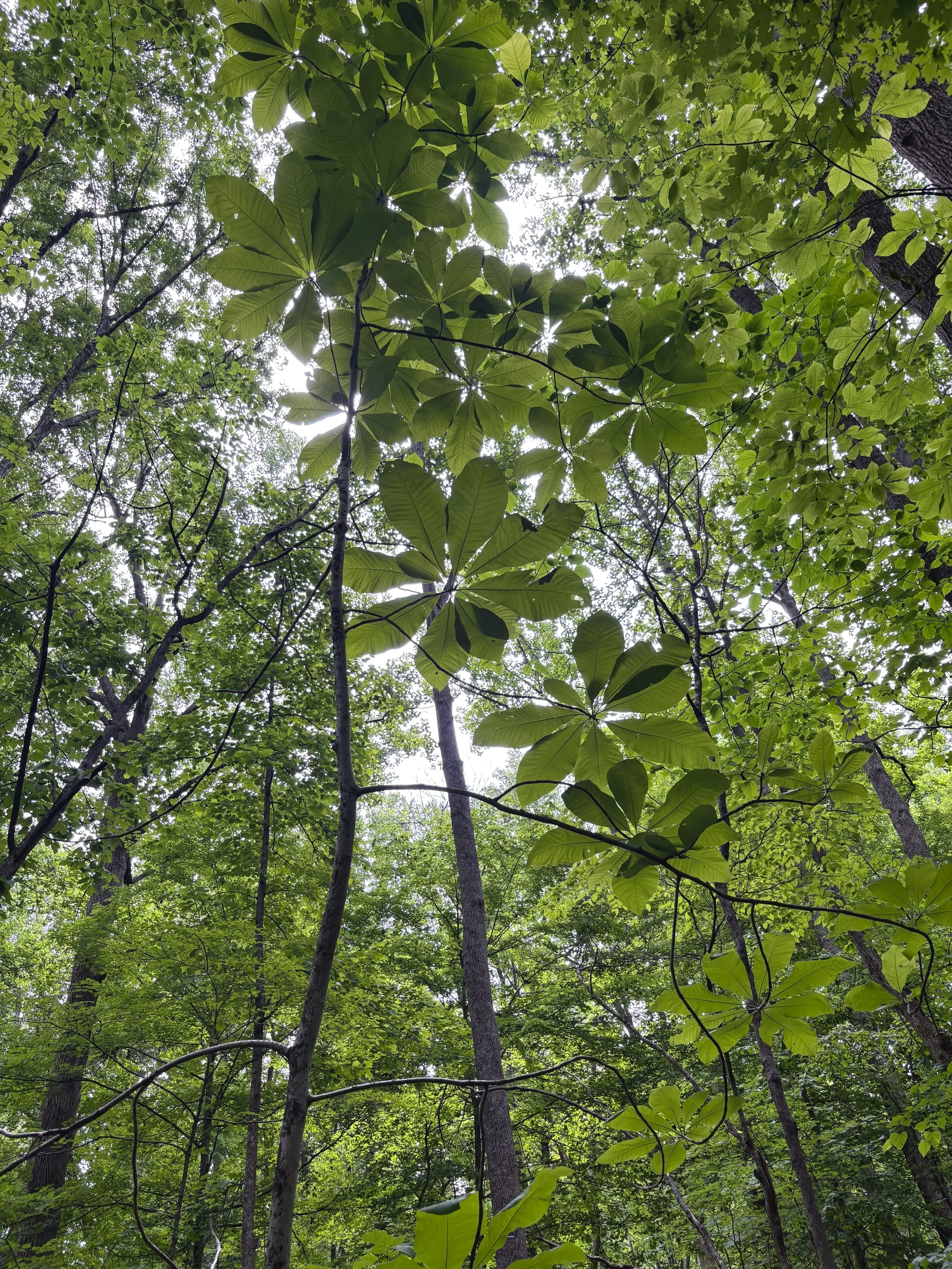 Old-Growth Forests of the Southeast May Be Closer Than You Think!