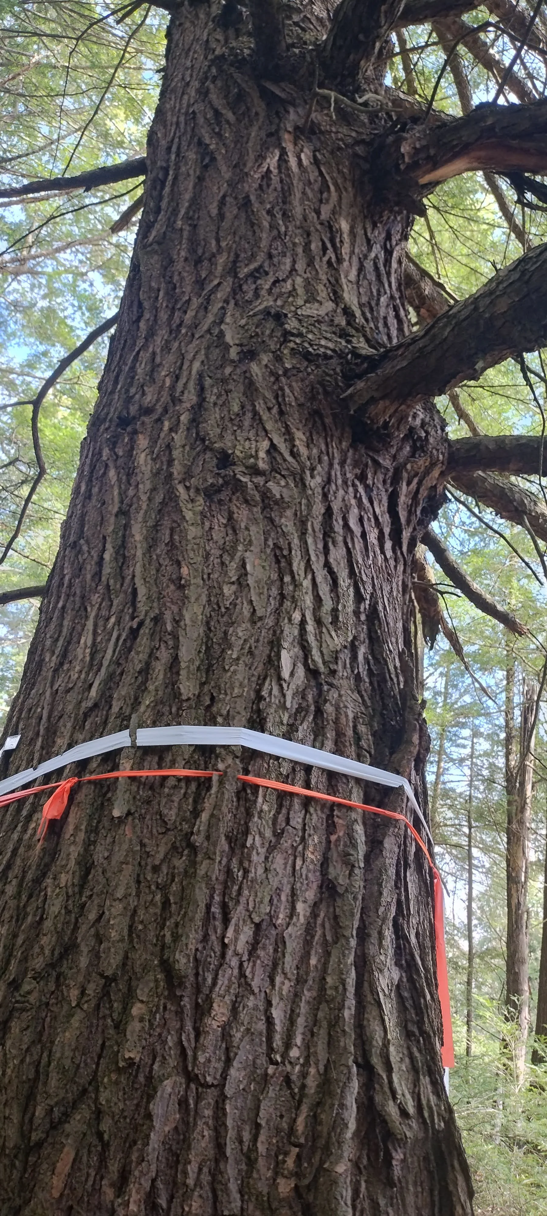 OGFN Wins Its First Court Case Fighting for Centuries-Old Hemlocks in Maryland