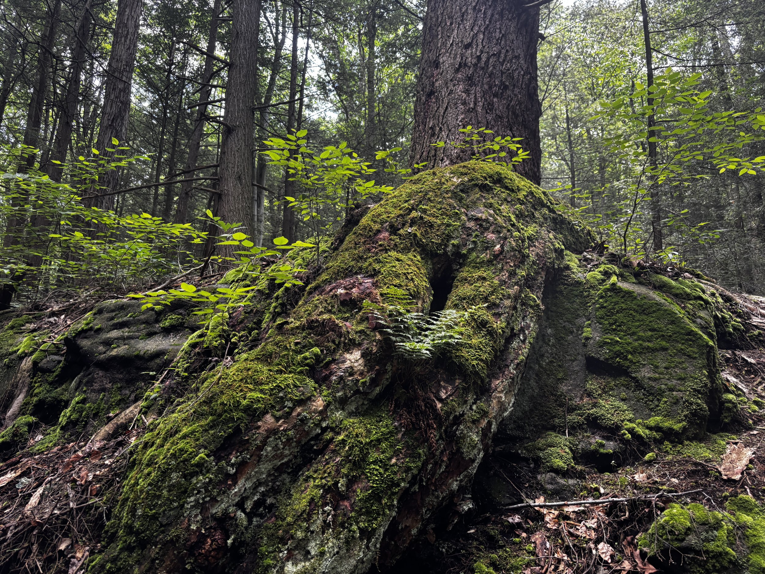 Copy of big bertha root - giant hemlock.JPG