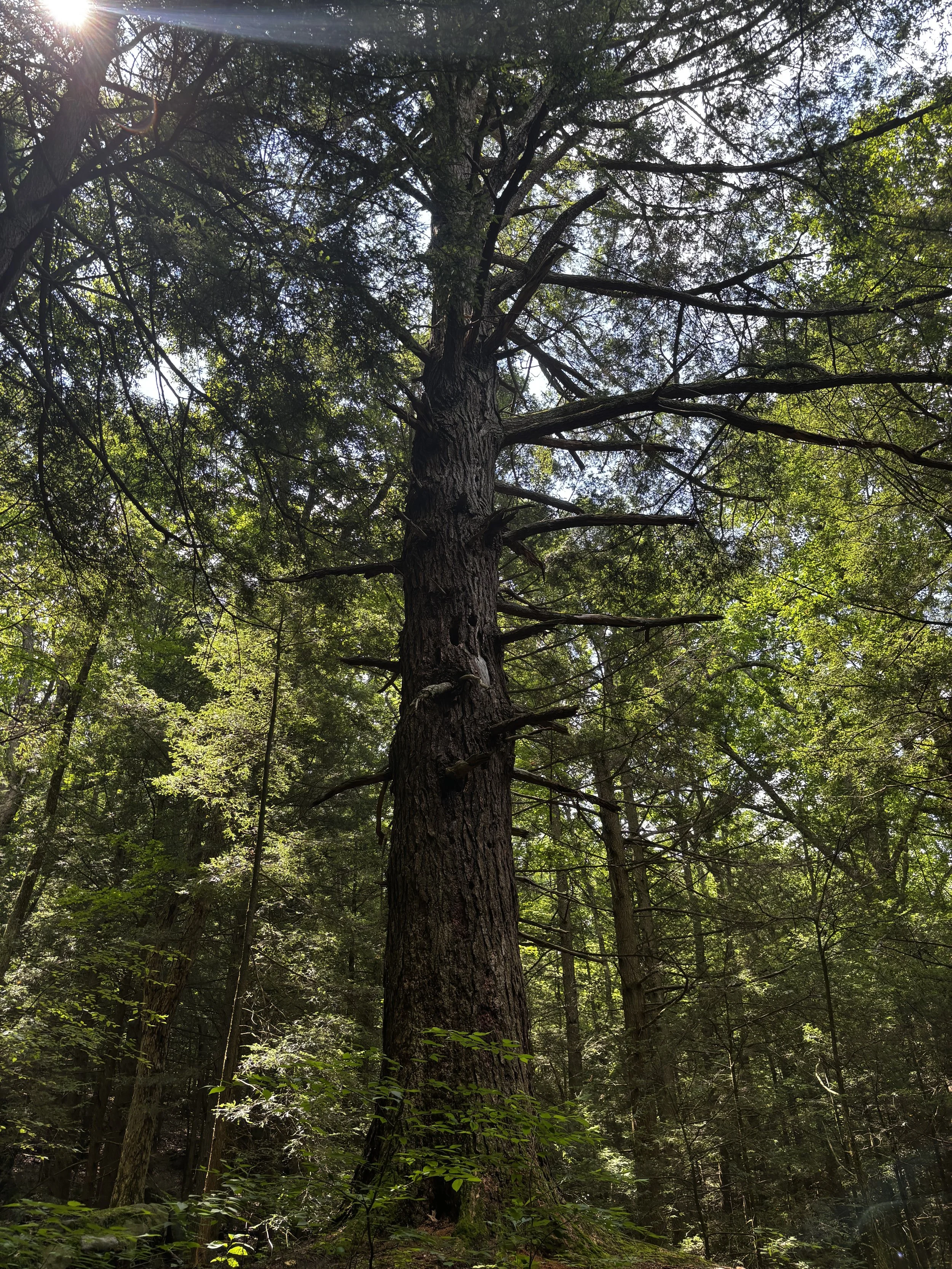 Copy of Big Bertha - good photo giant hemlock.JPG