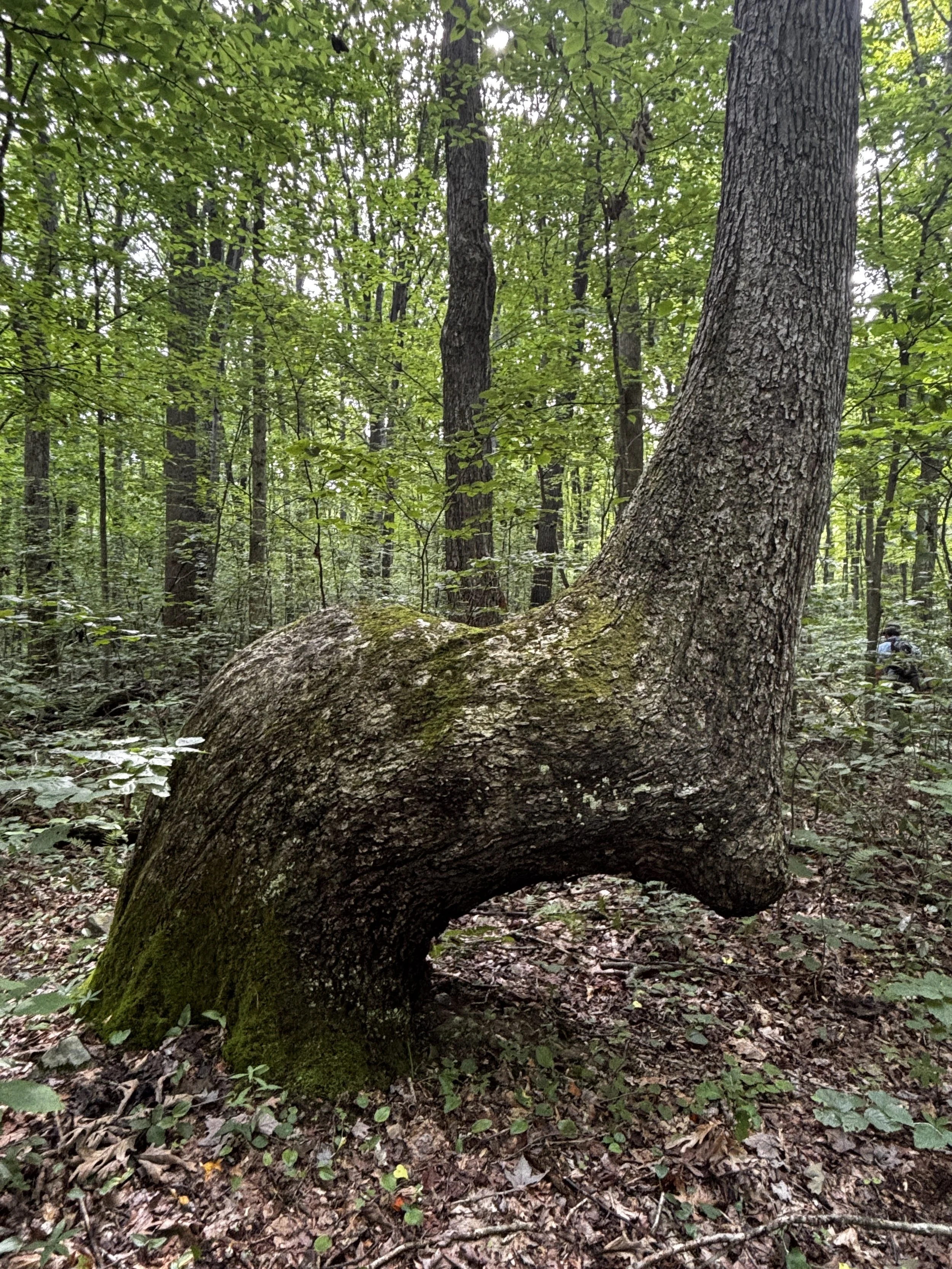 Copy of L shaped white oak tree trunk.jpg