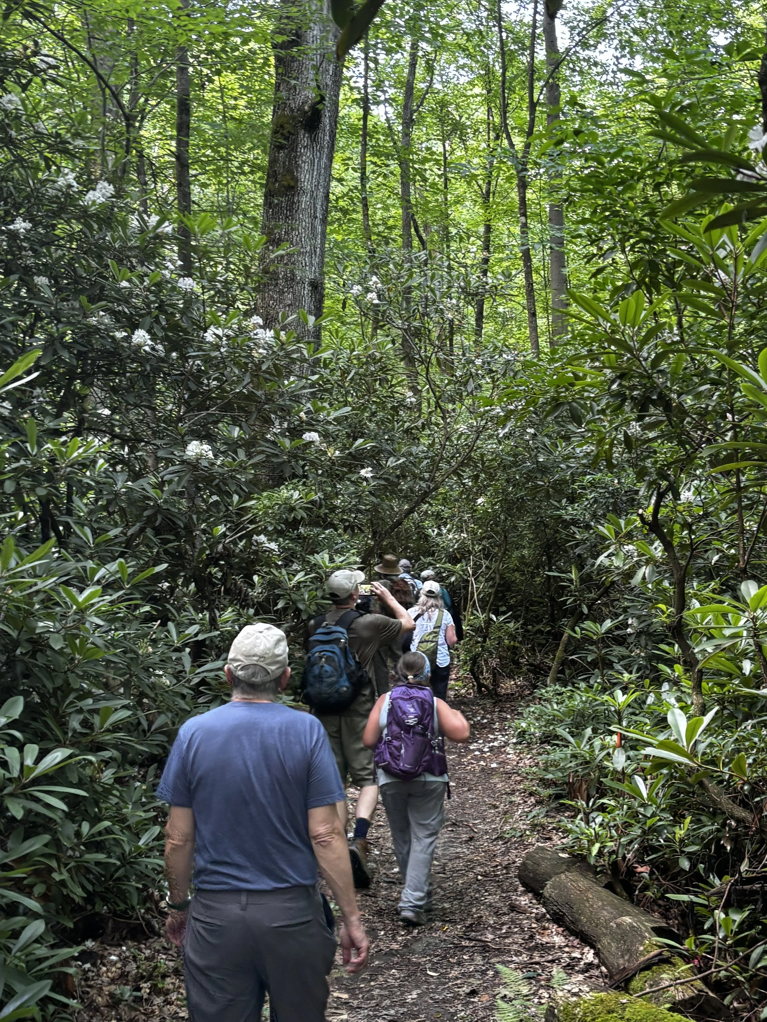 Copy of rhododendron trail.JPG