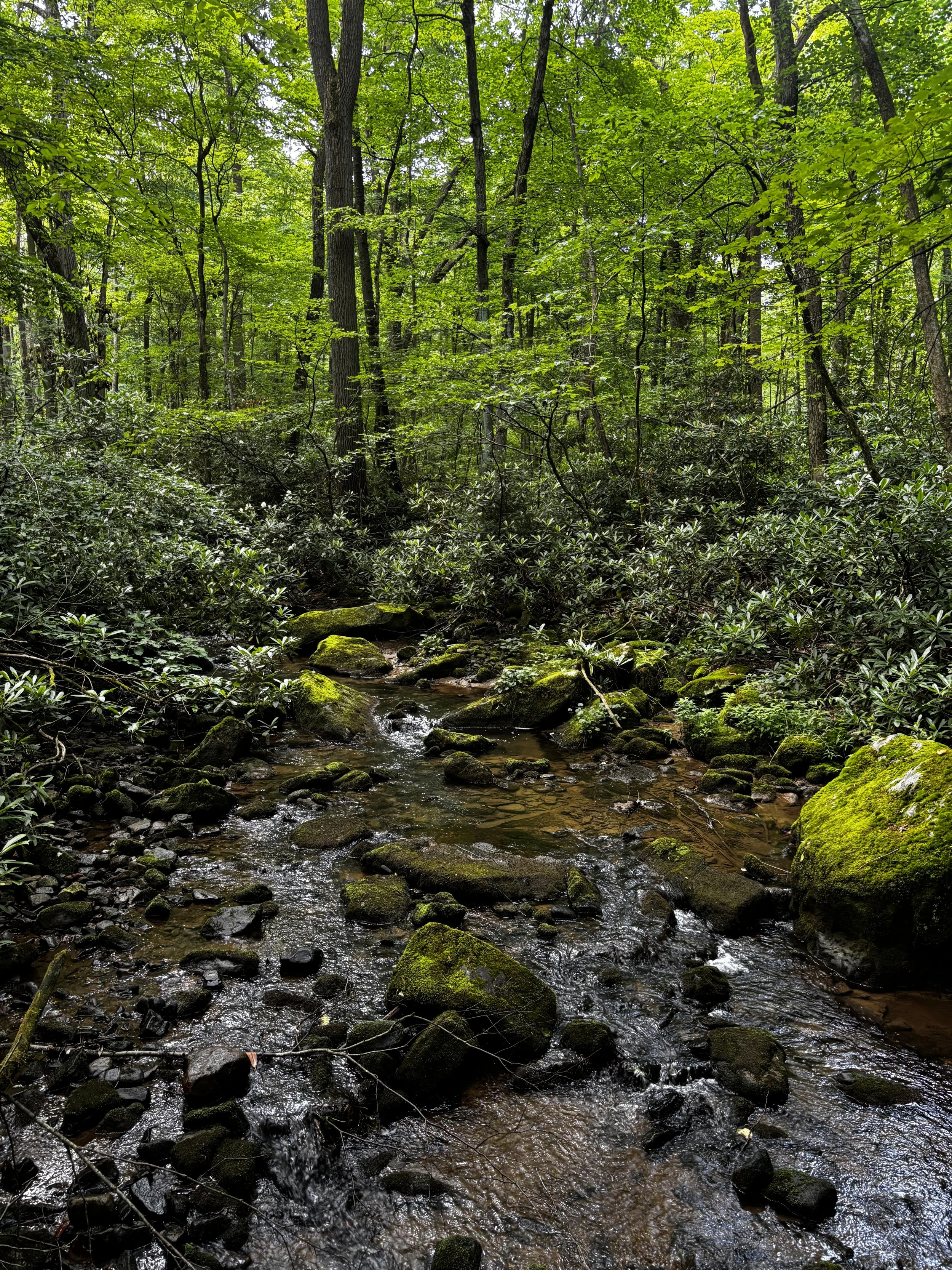 Copy of stream + rhododendron.JPG