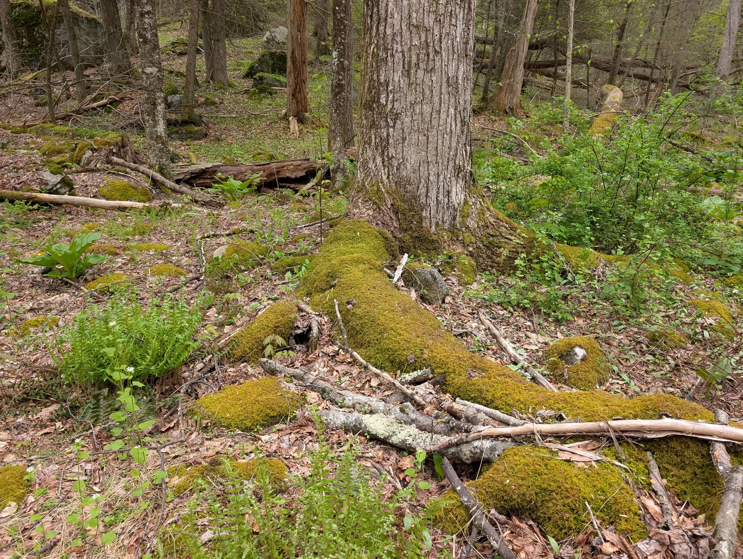 PXL_20260502_175227349.jpg