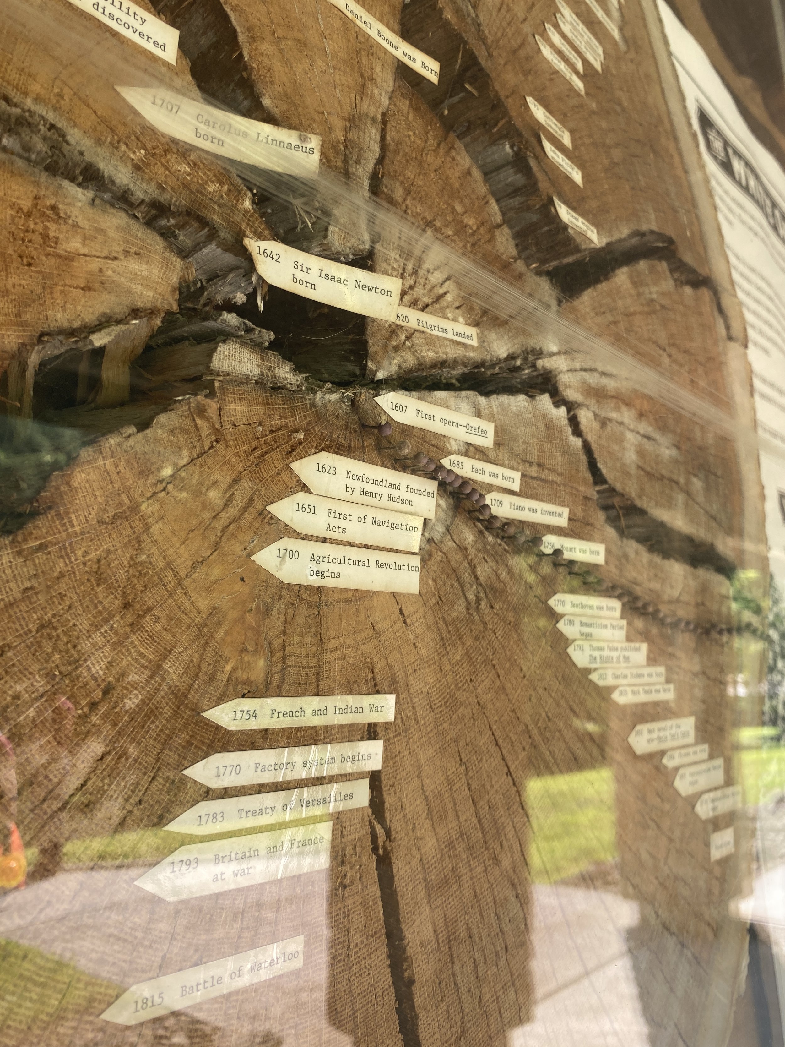 Our Founding Forests
