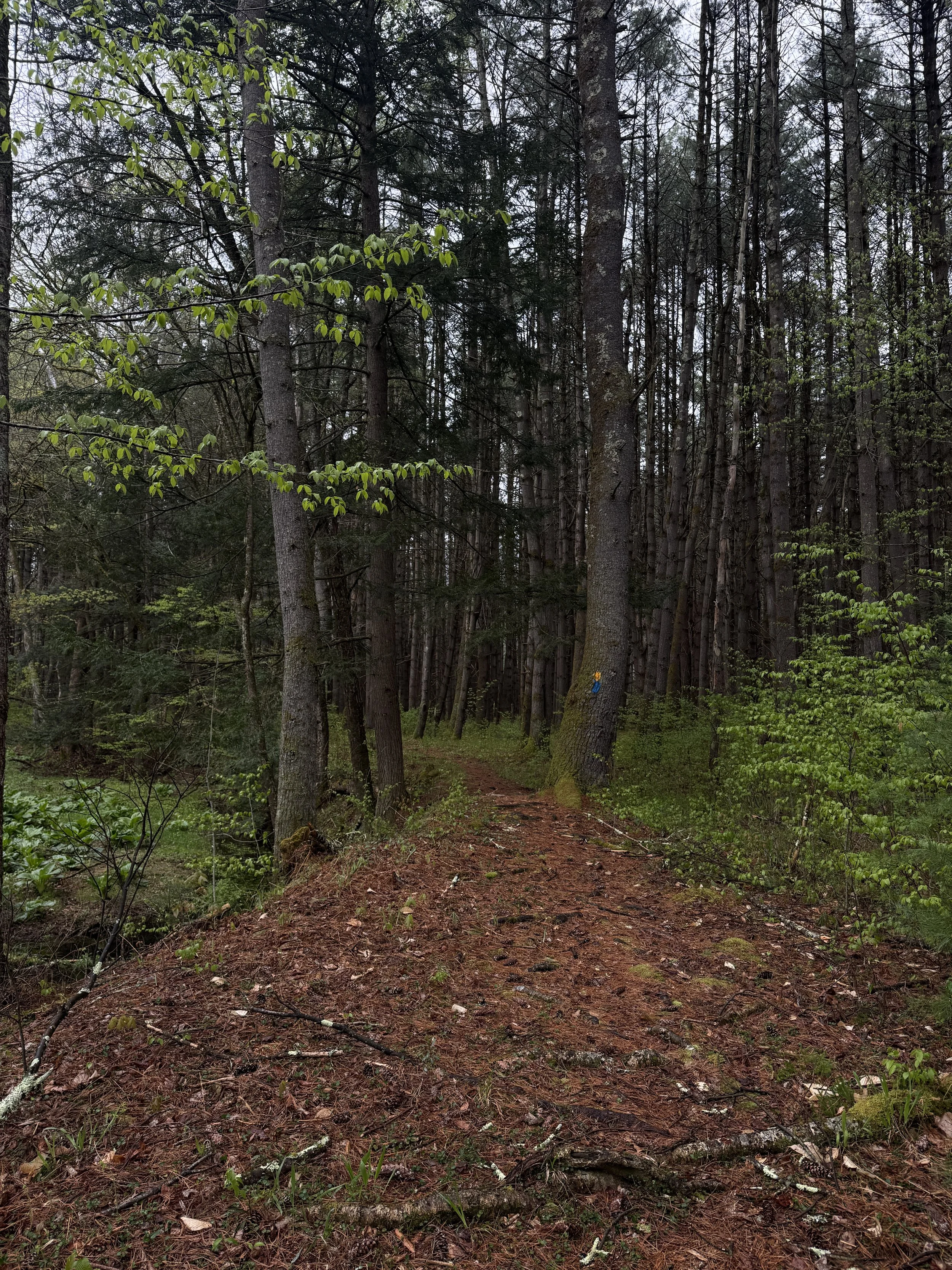 Photo courtesy of Jessica Tarr, PA DCNR