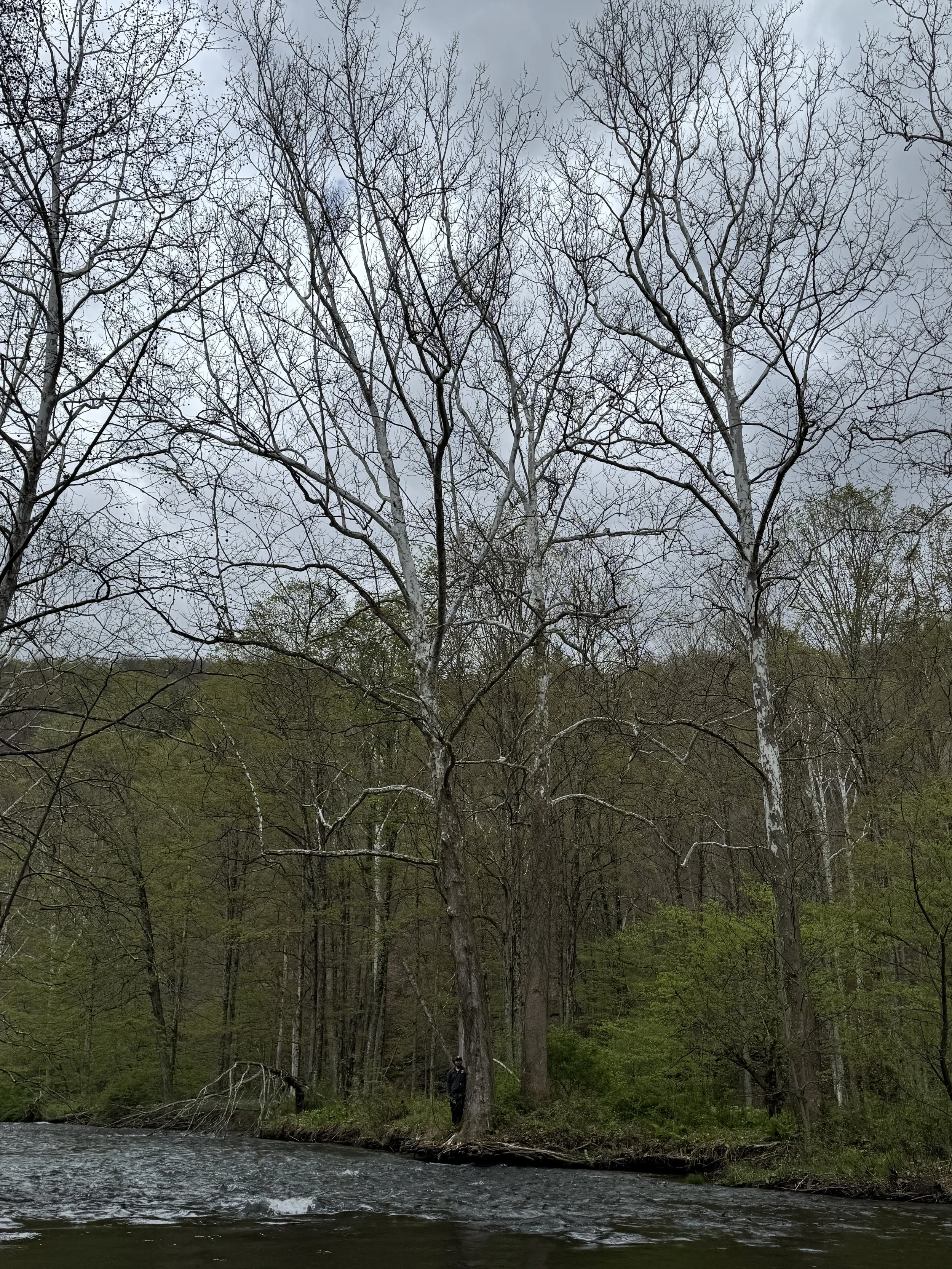 Photo courtesy of Jessica Tarr, PA DCNR