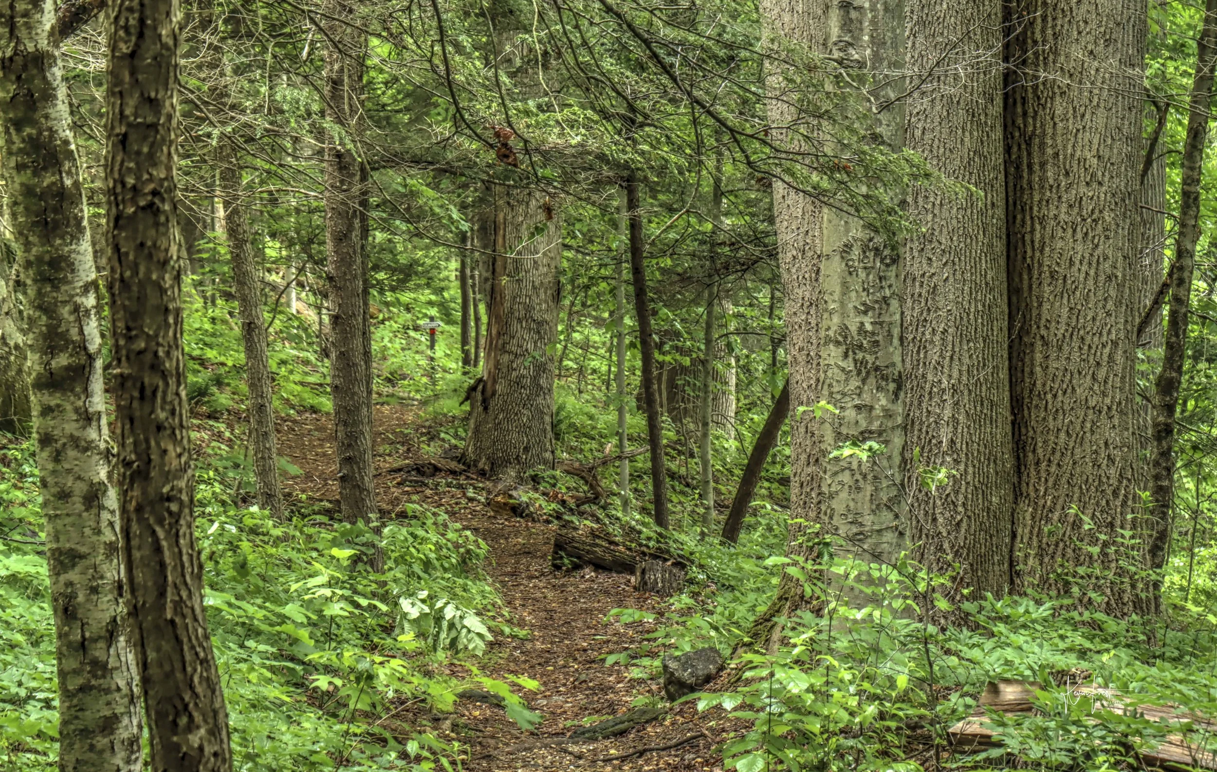 Mianus_trailView.jpg
