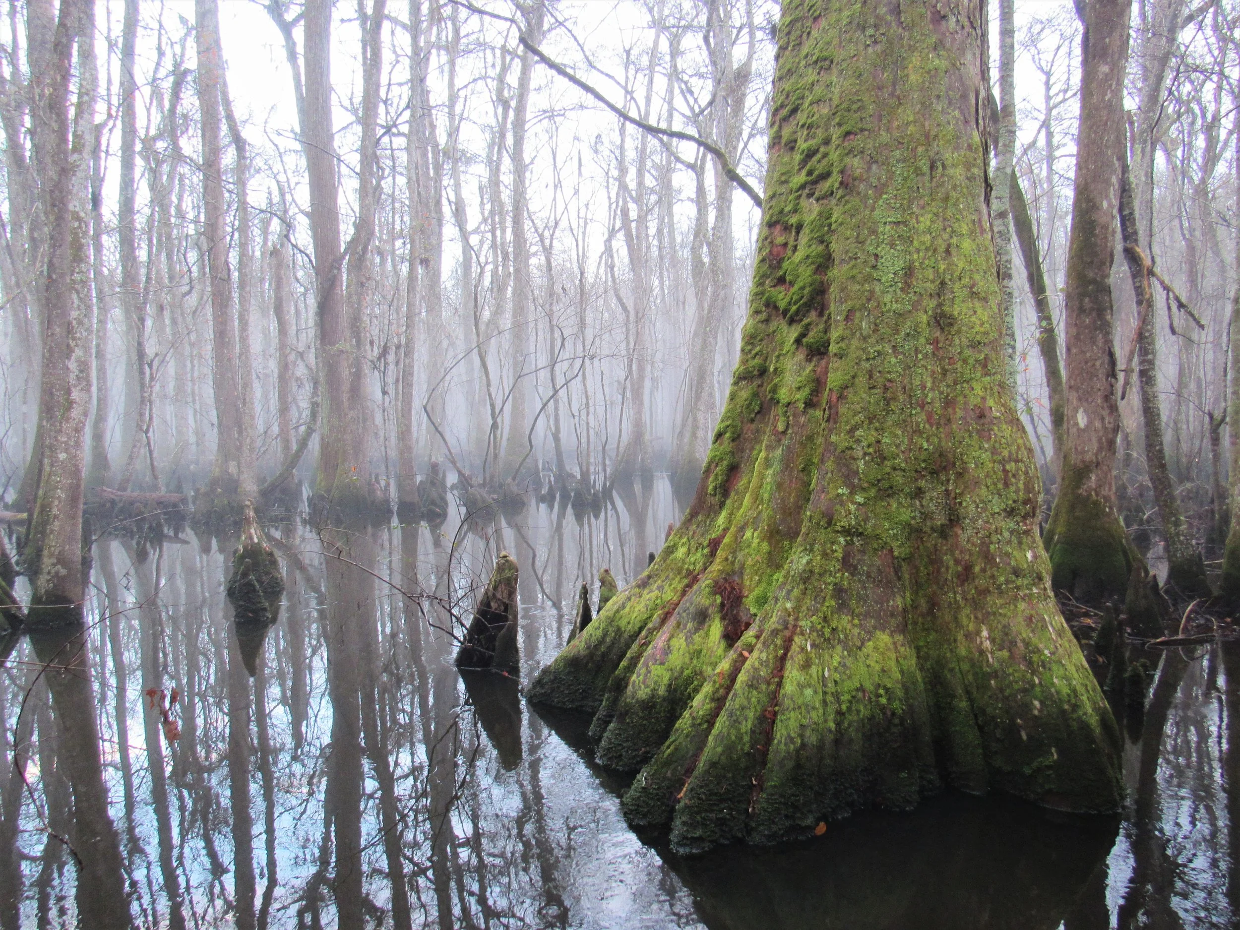 Swamp fog and cypress_Matt Johnson.JPG