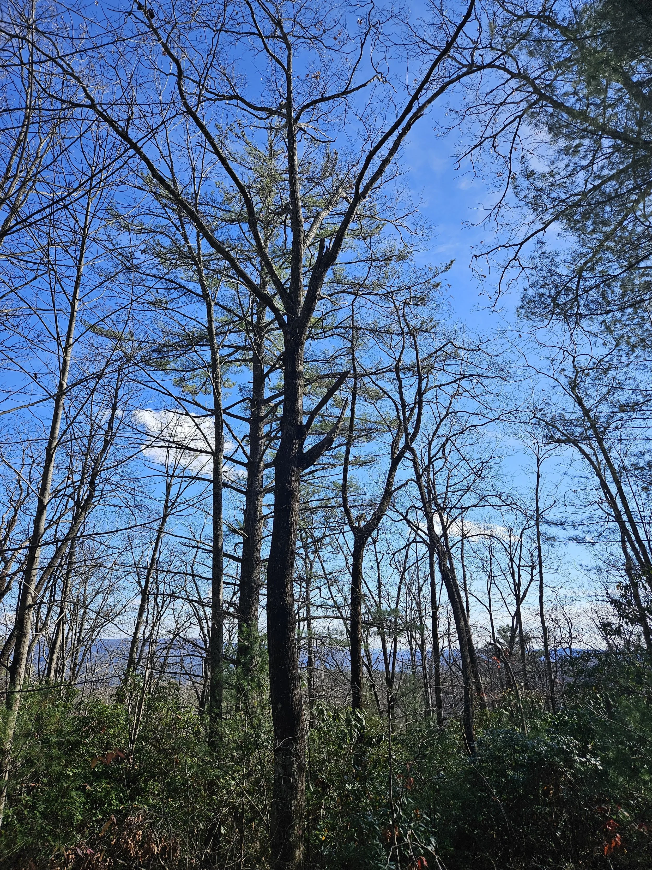 Photo courtesy of Elizabeth Whitley