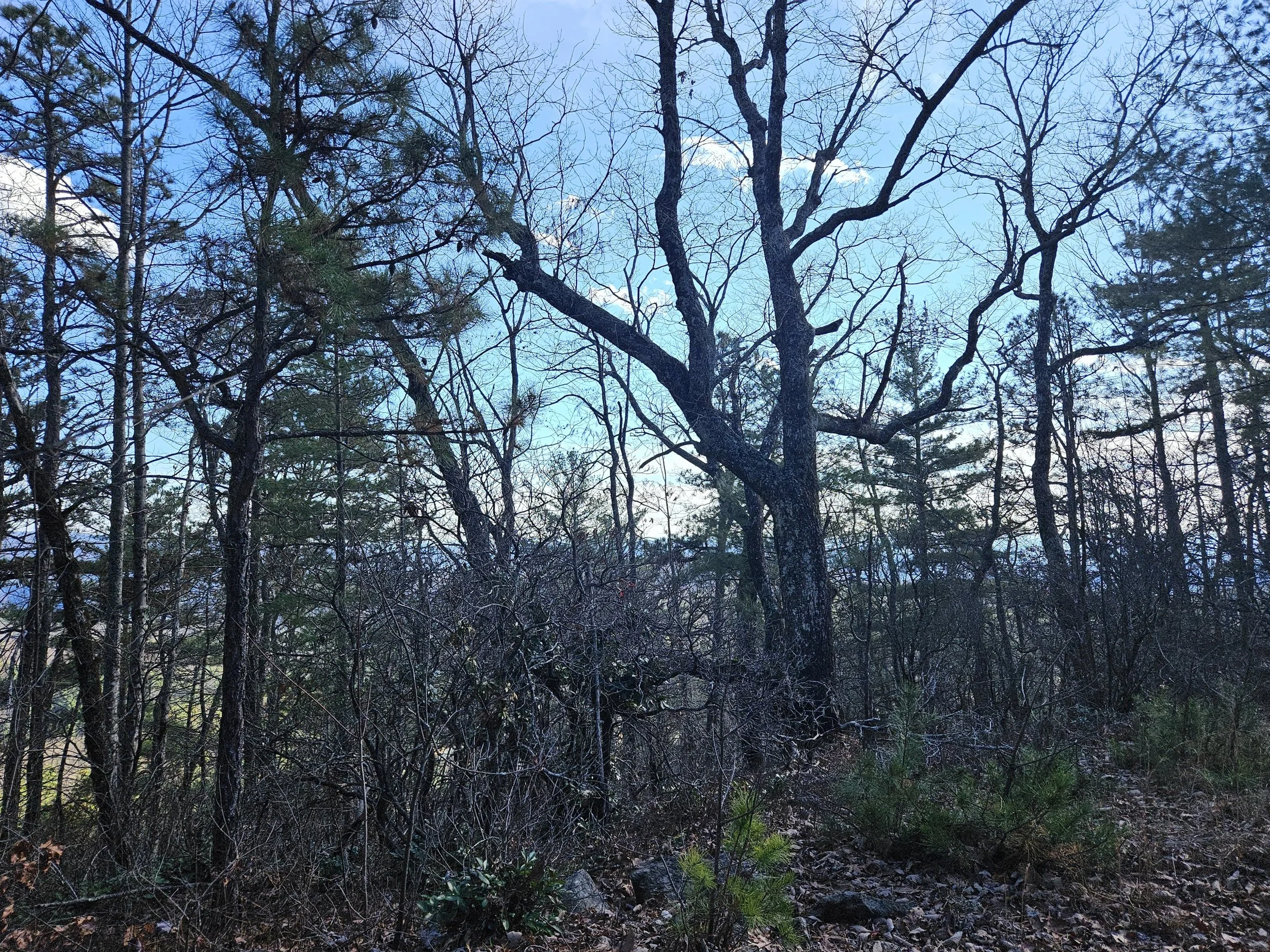 Photo courtesy of Elizabeth Whitley