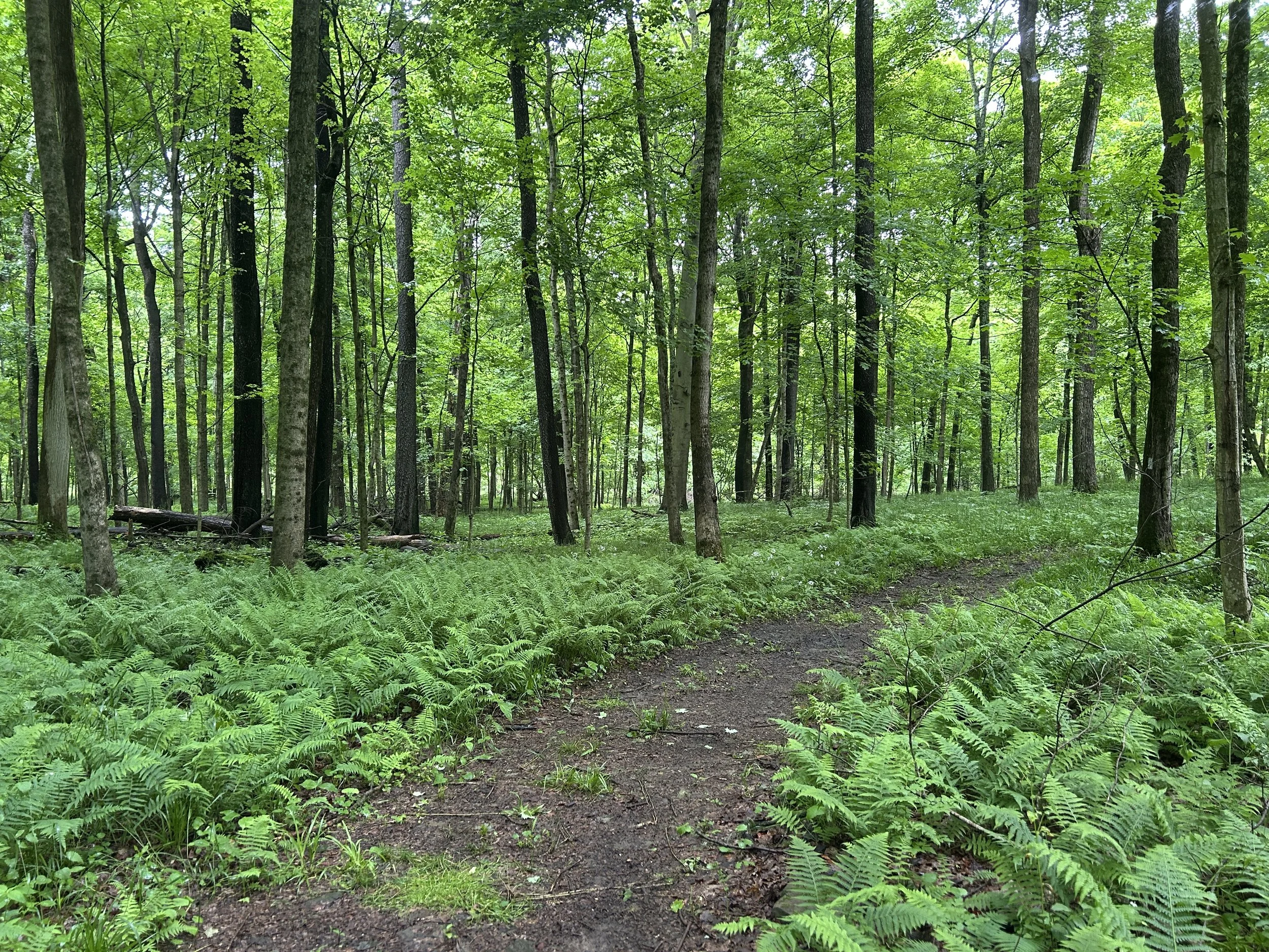 Ferns galore The Woodlands.JPG