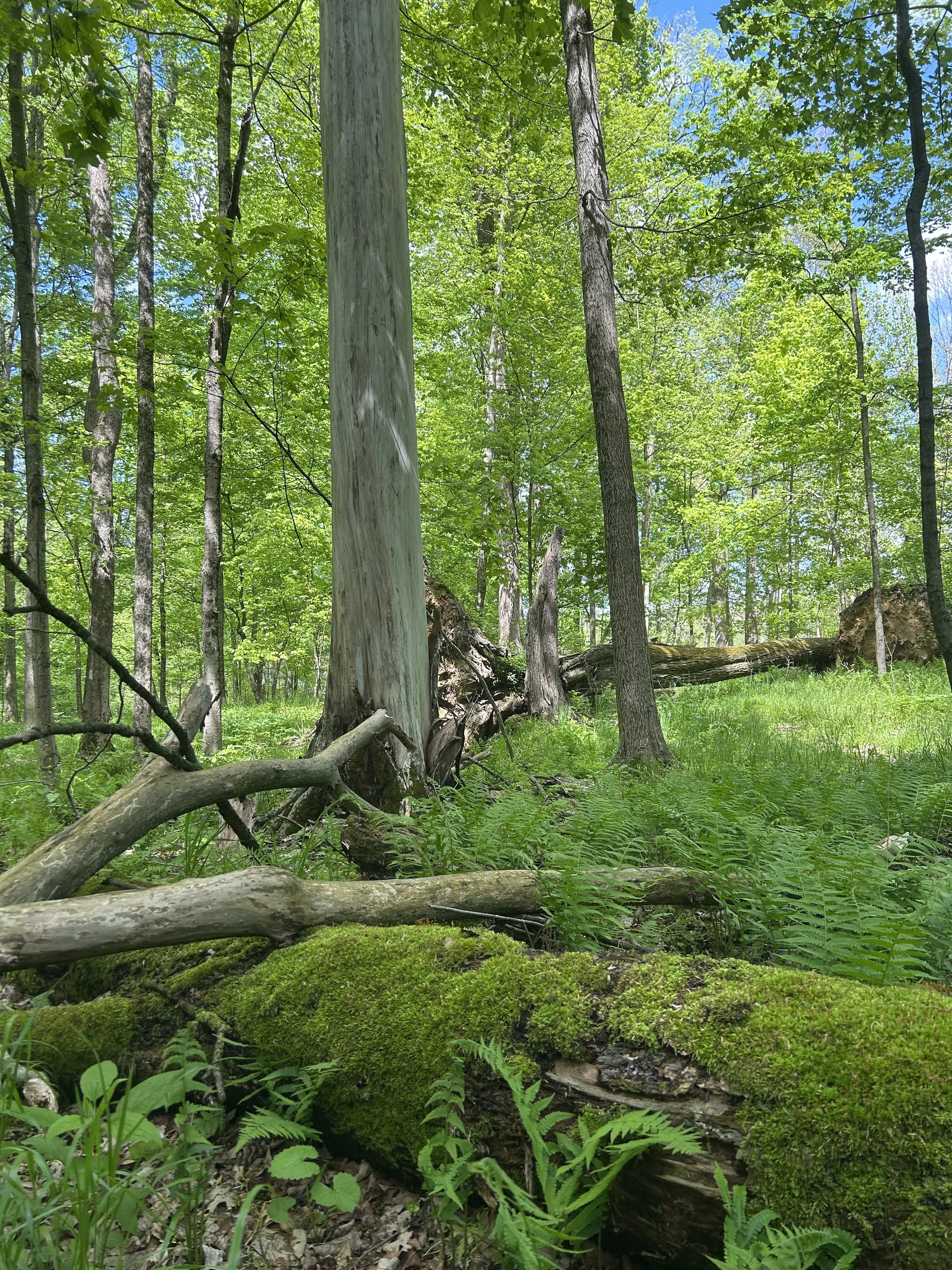 Forest floor The Woodlands.JPG