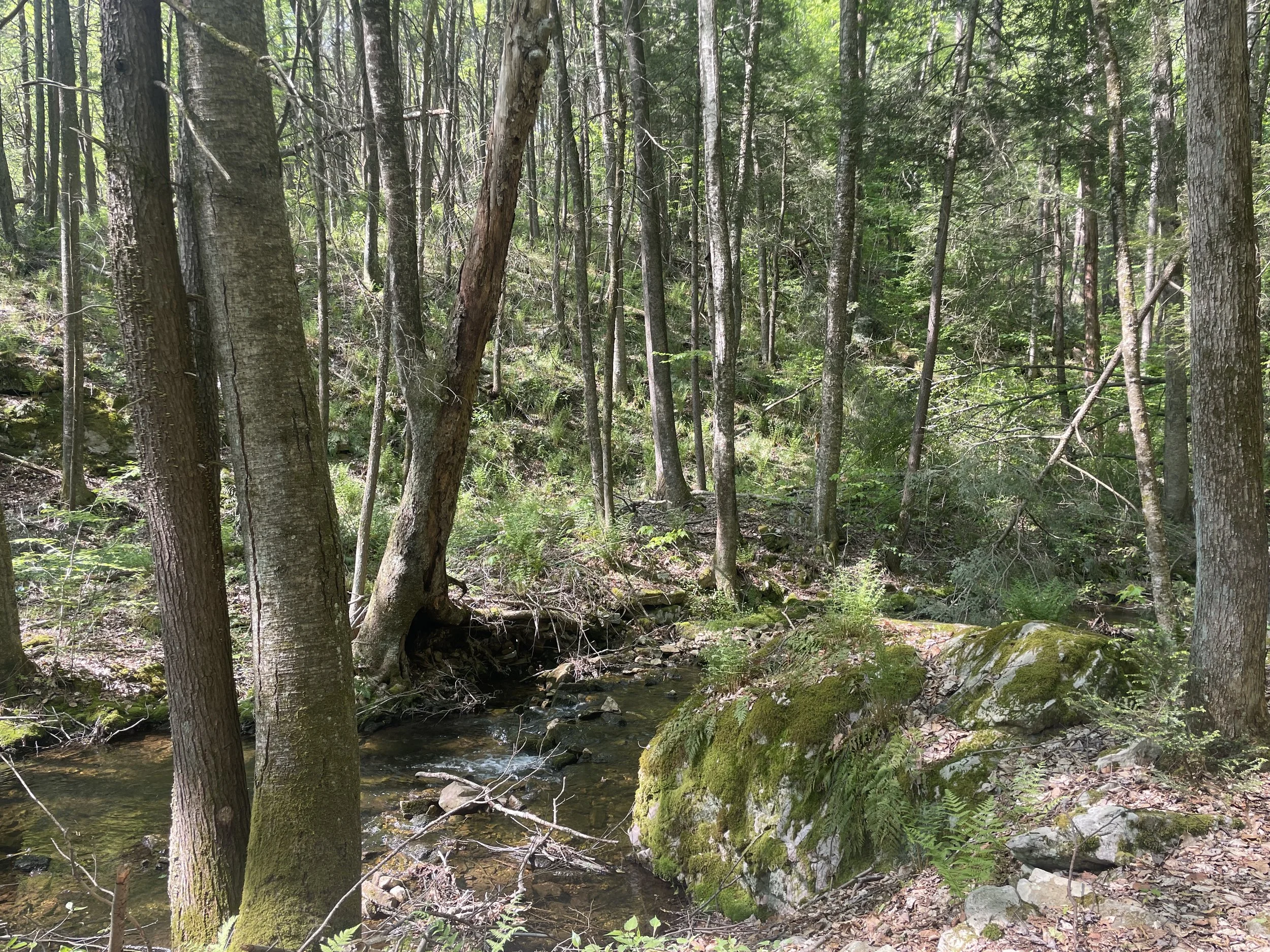 Snyder-Middleswarth Natural Area — Old-Growth Forest Network