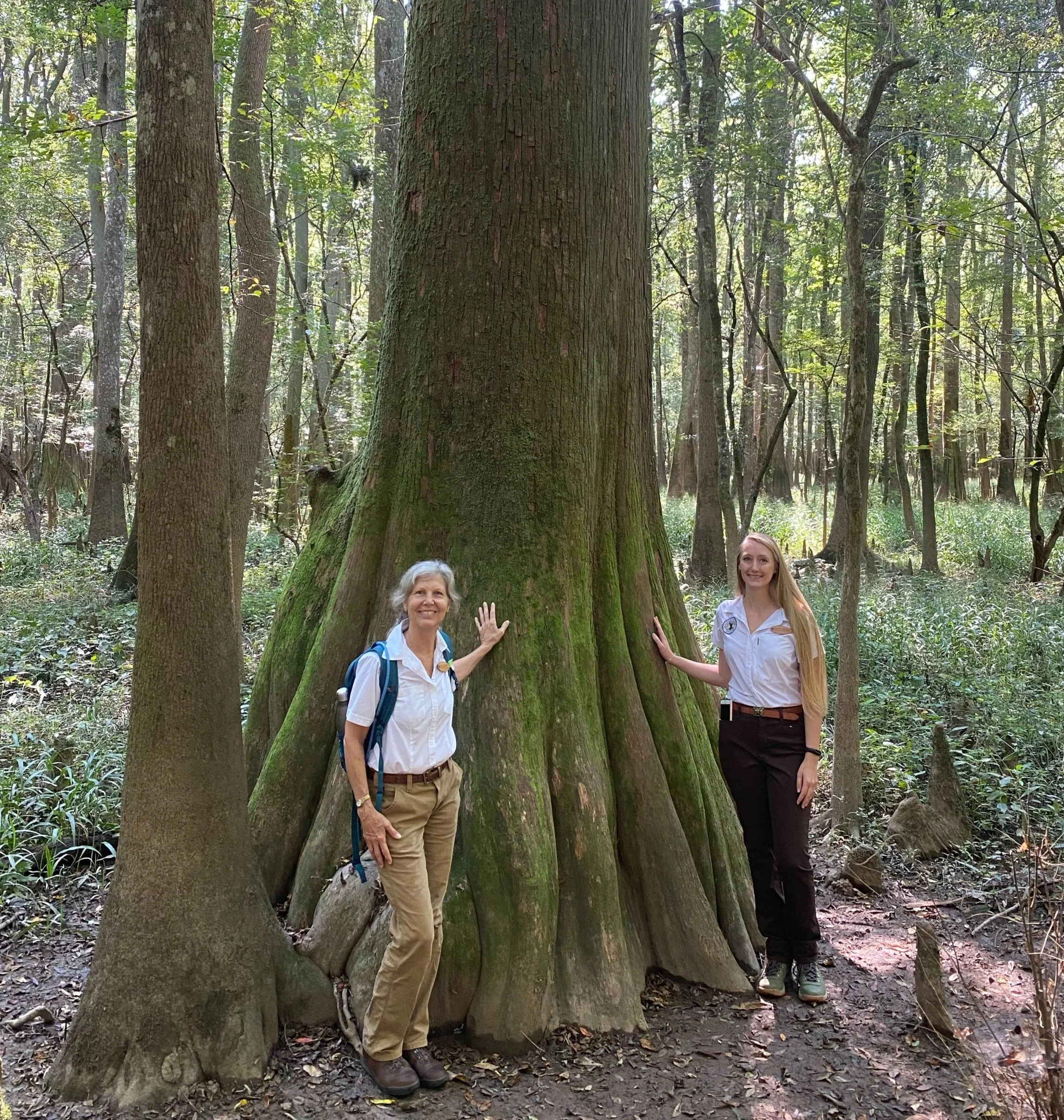 A Threatened Louisiana Icon — Old-Growth Forest Network