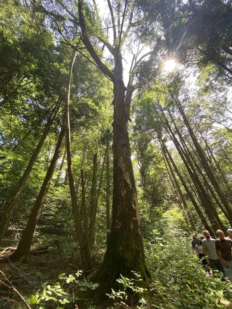 New River Gorge’s Ancient Trees Withstood Timbering, Mining, and more ...