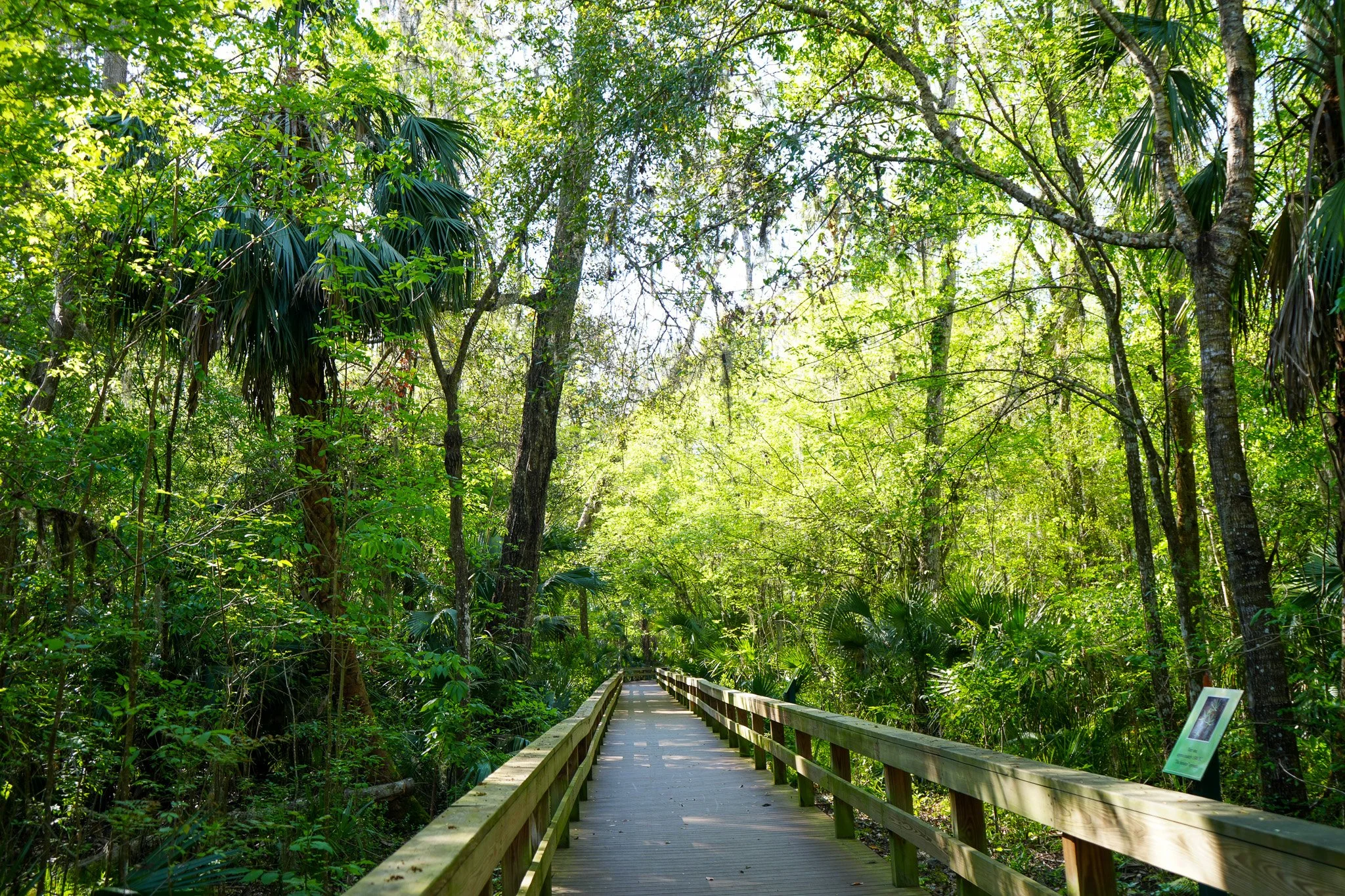 Boardwalk through Spring Hammock Preserve in Longwood Florida