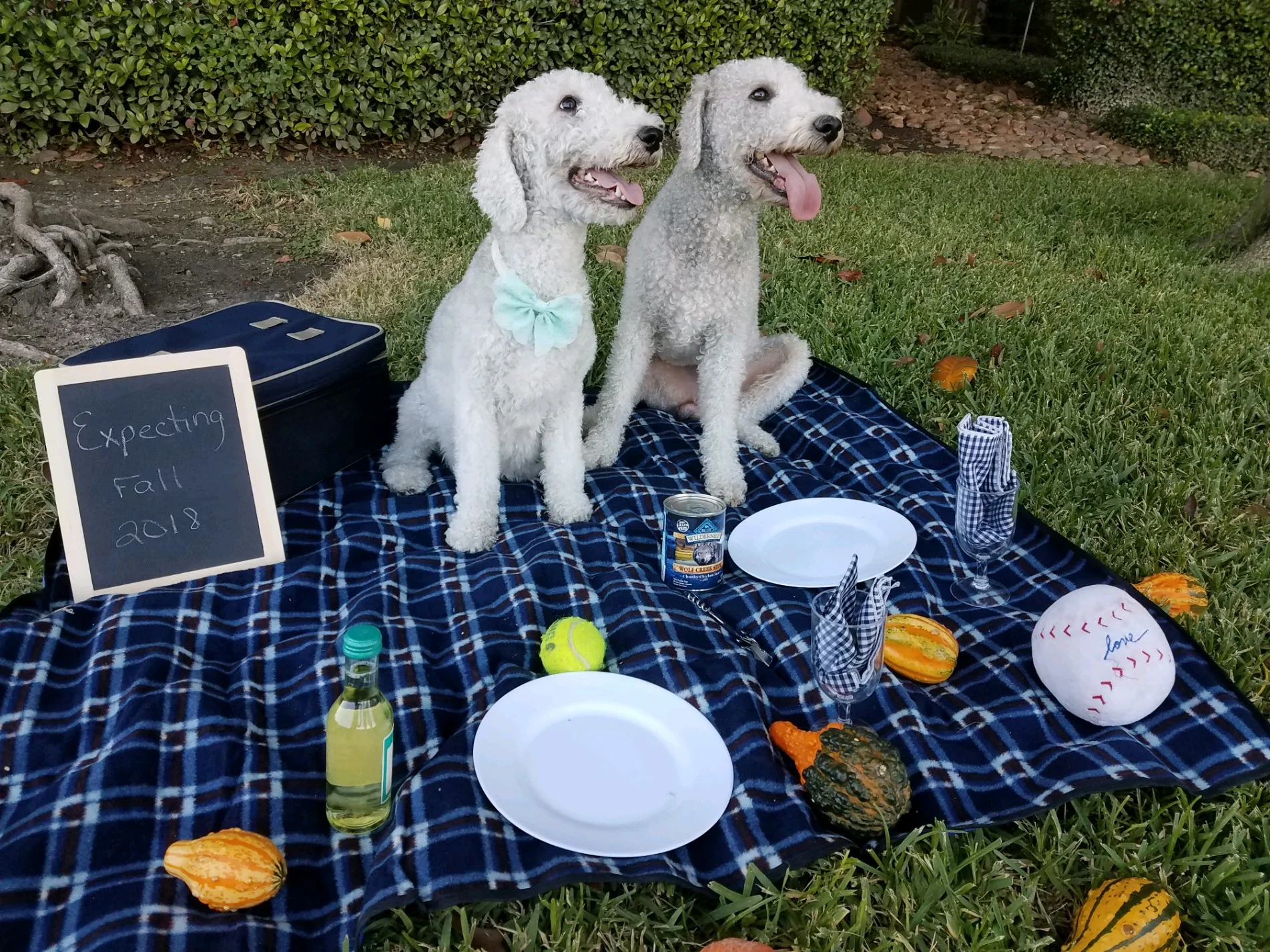Picnic.jpg