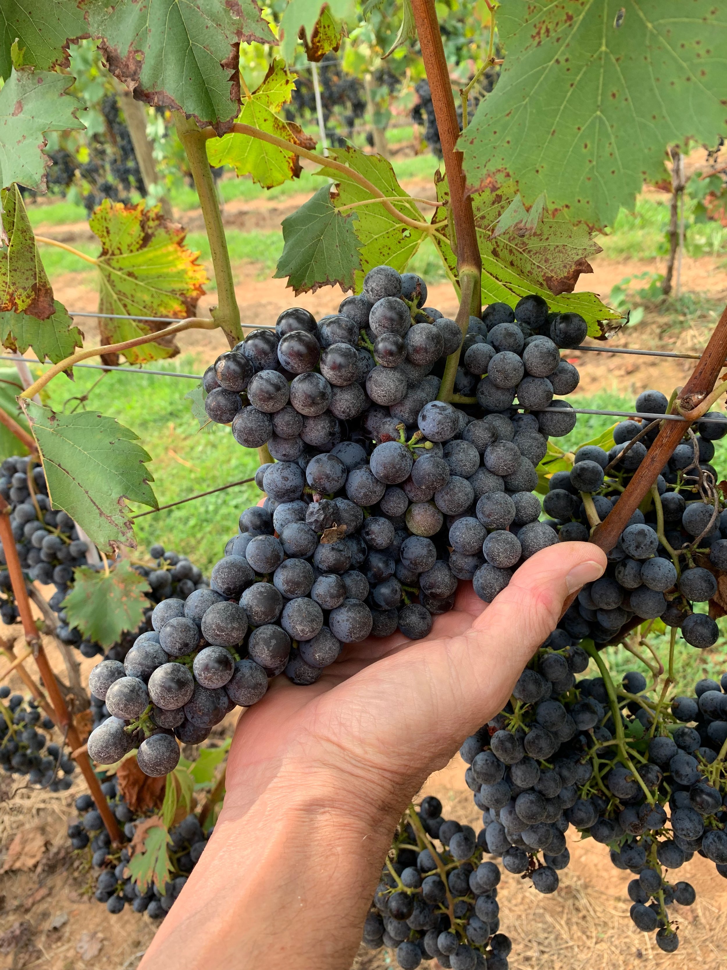 2019 Harvest WebOK- Chambourcin.jpg