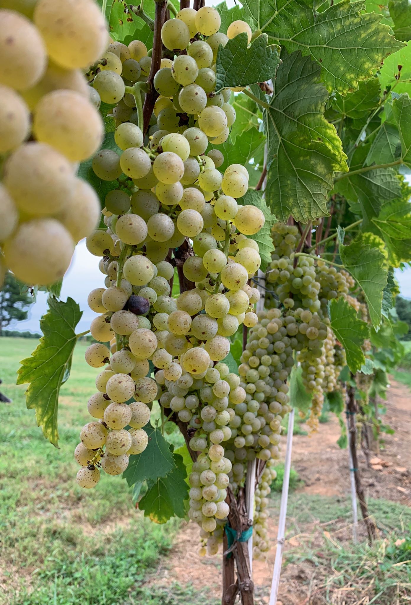2019 Harverst Photos WebOK White Grapes.jpg
