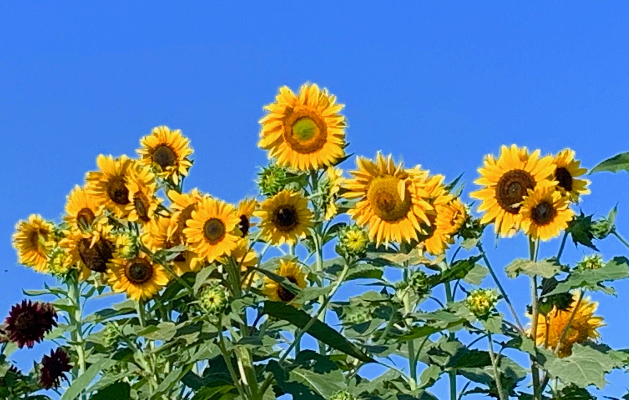 2019 Harvest Photos- Sunflowers.jpg