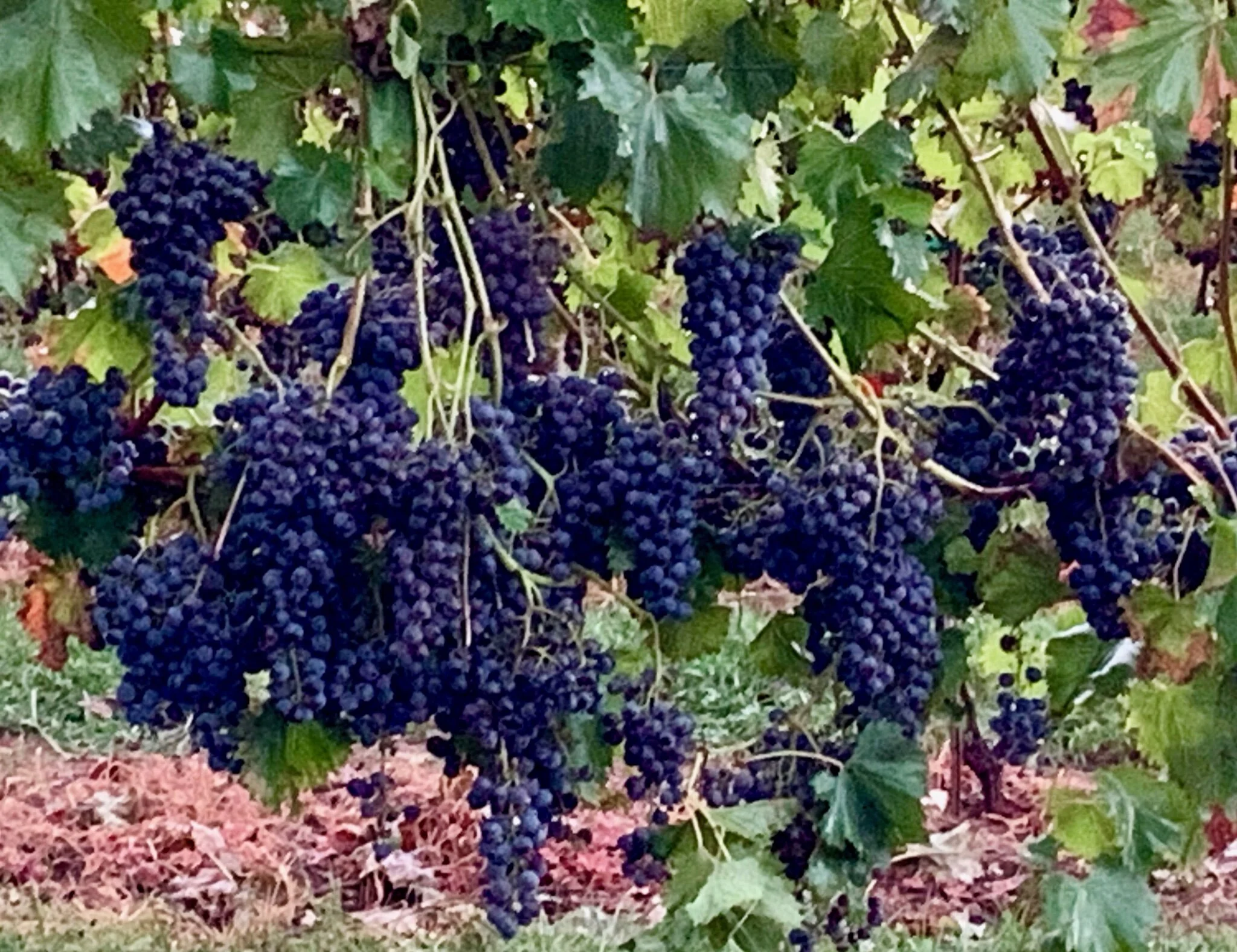 Our Story — Bleu Frog Vineyards