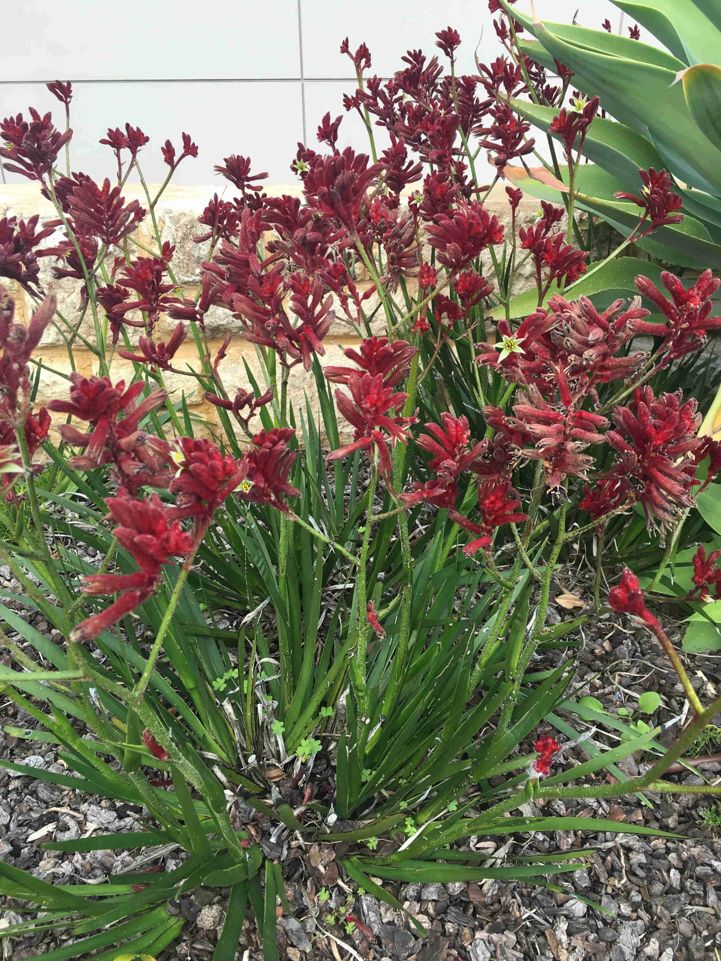 Landscape Designer How We Work Garden Design Adelaide Landscape Design Adelaide