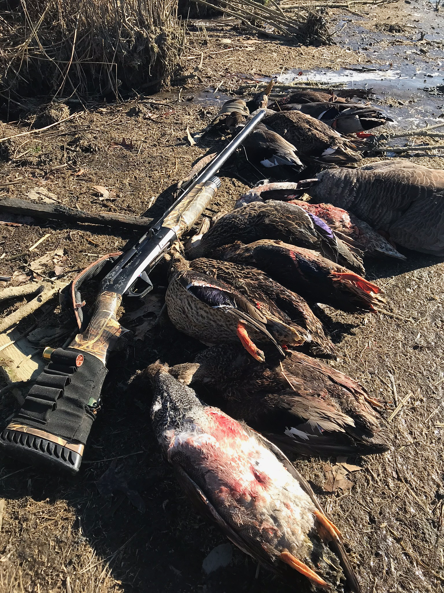 virginia duck hunting.png