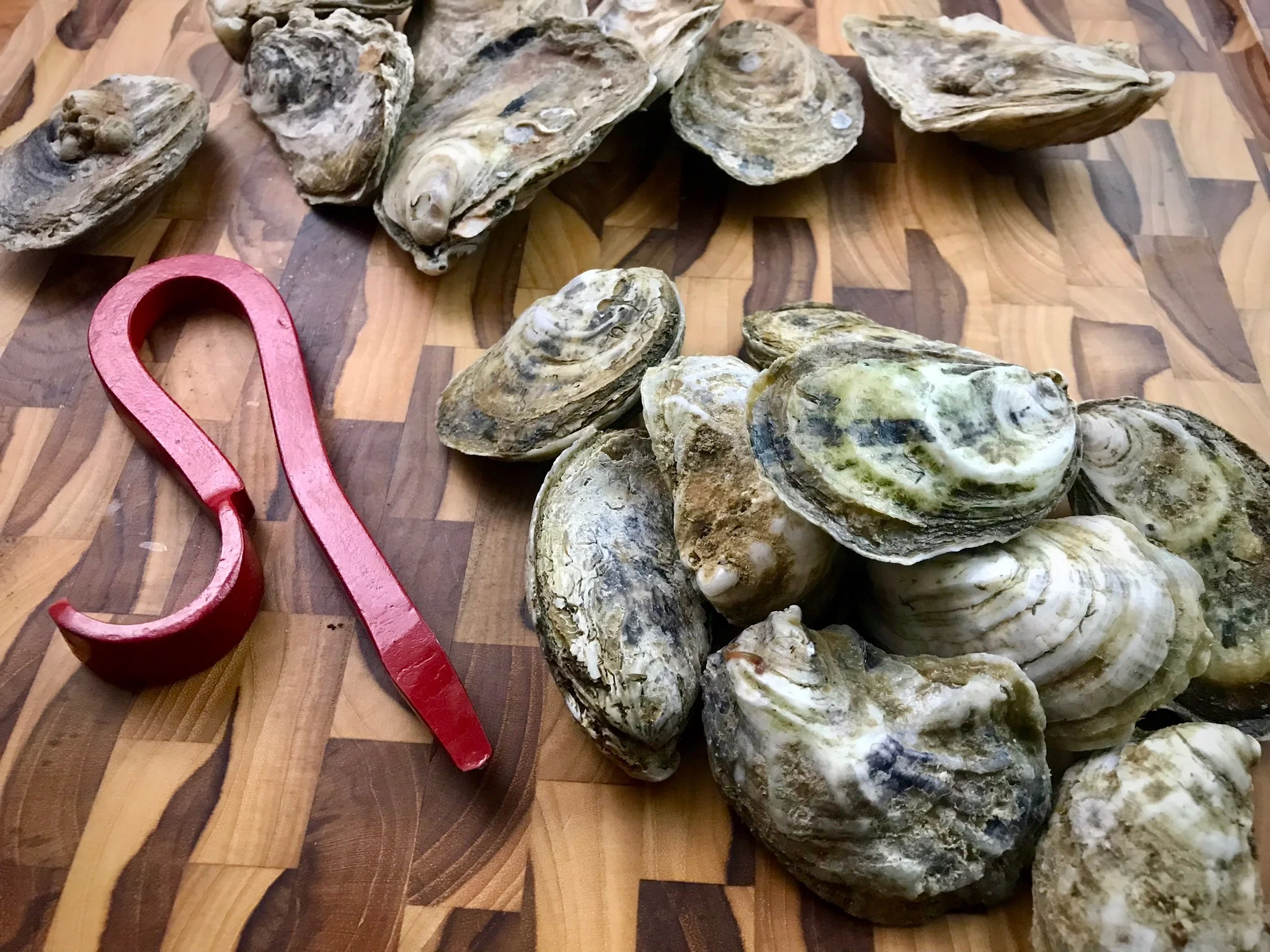 chesapeake bay oysters.jpg