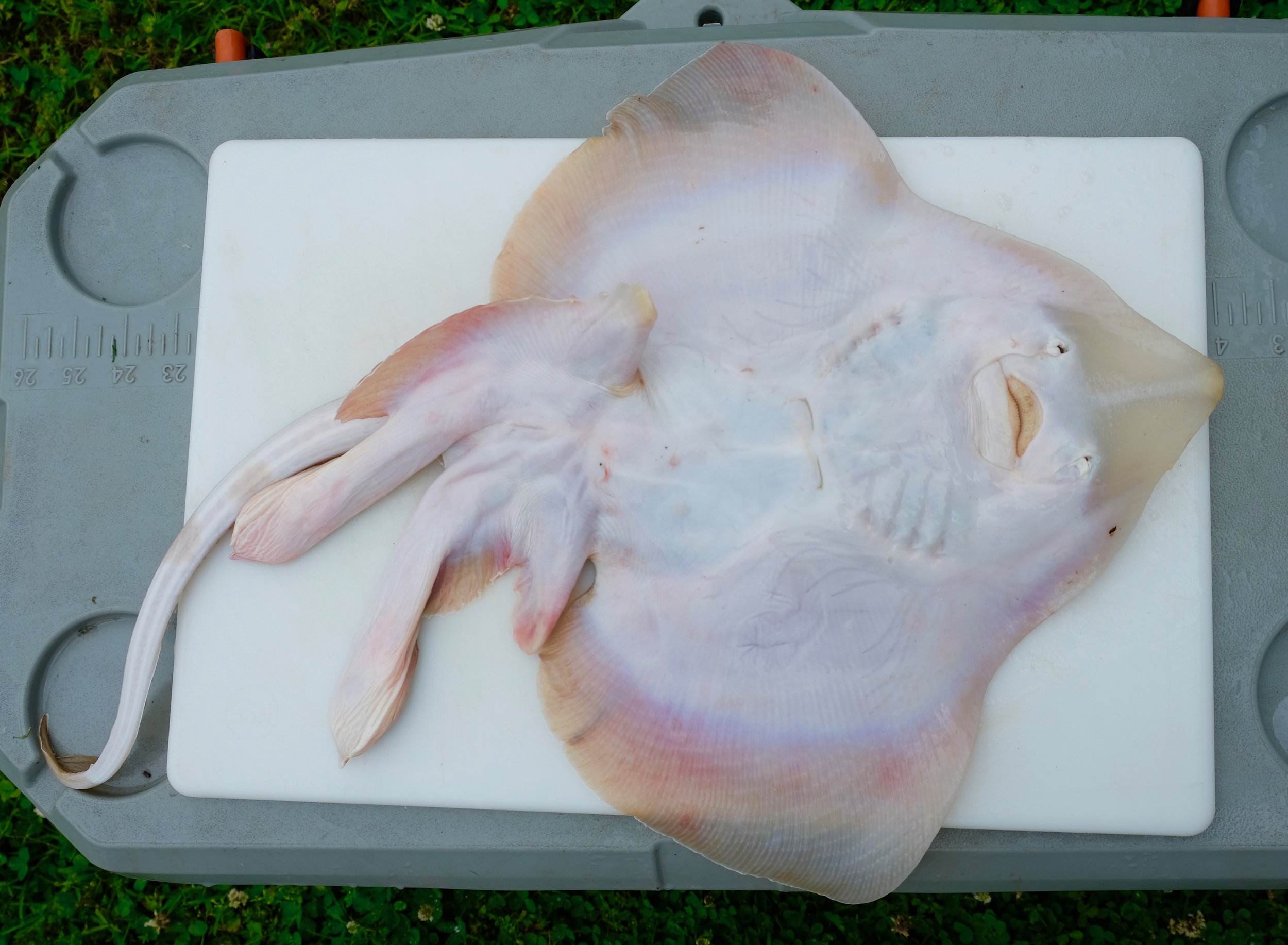Clearnose skate