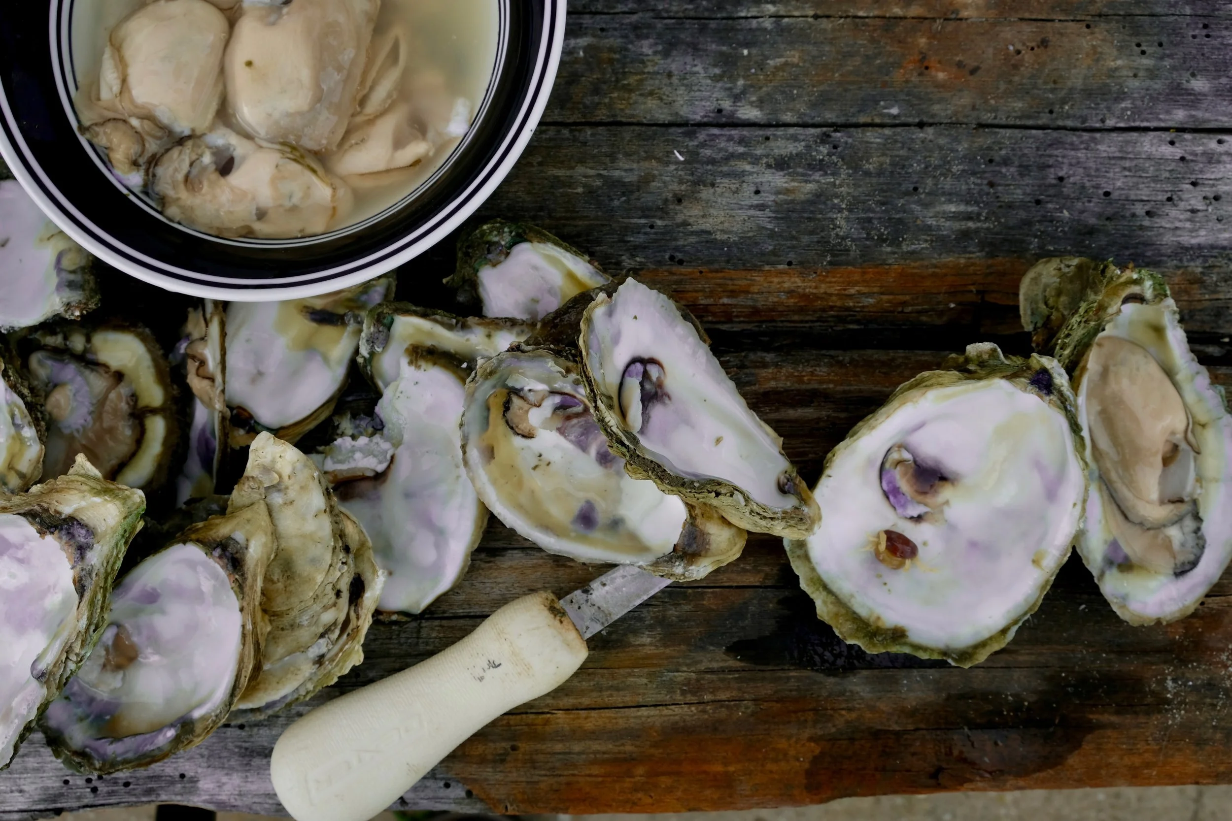 chesapeake bay oysters.jpg