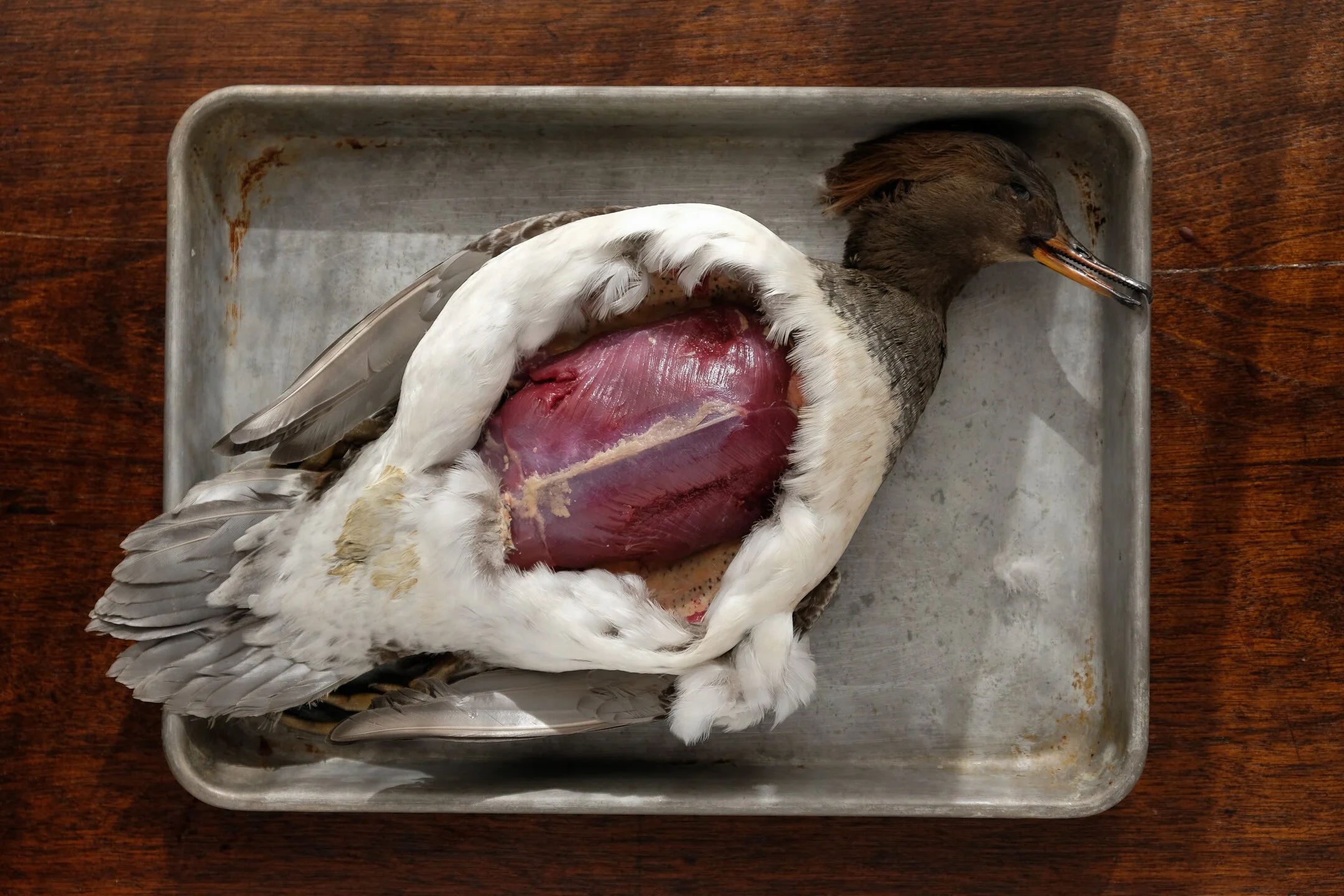 How to: Eat a Merganser