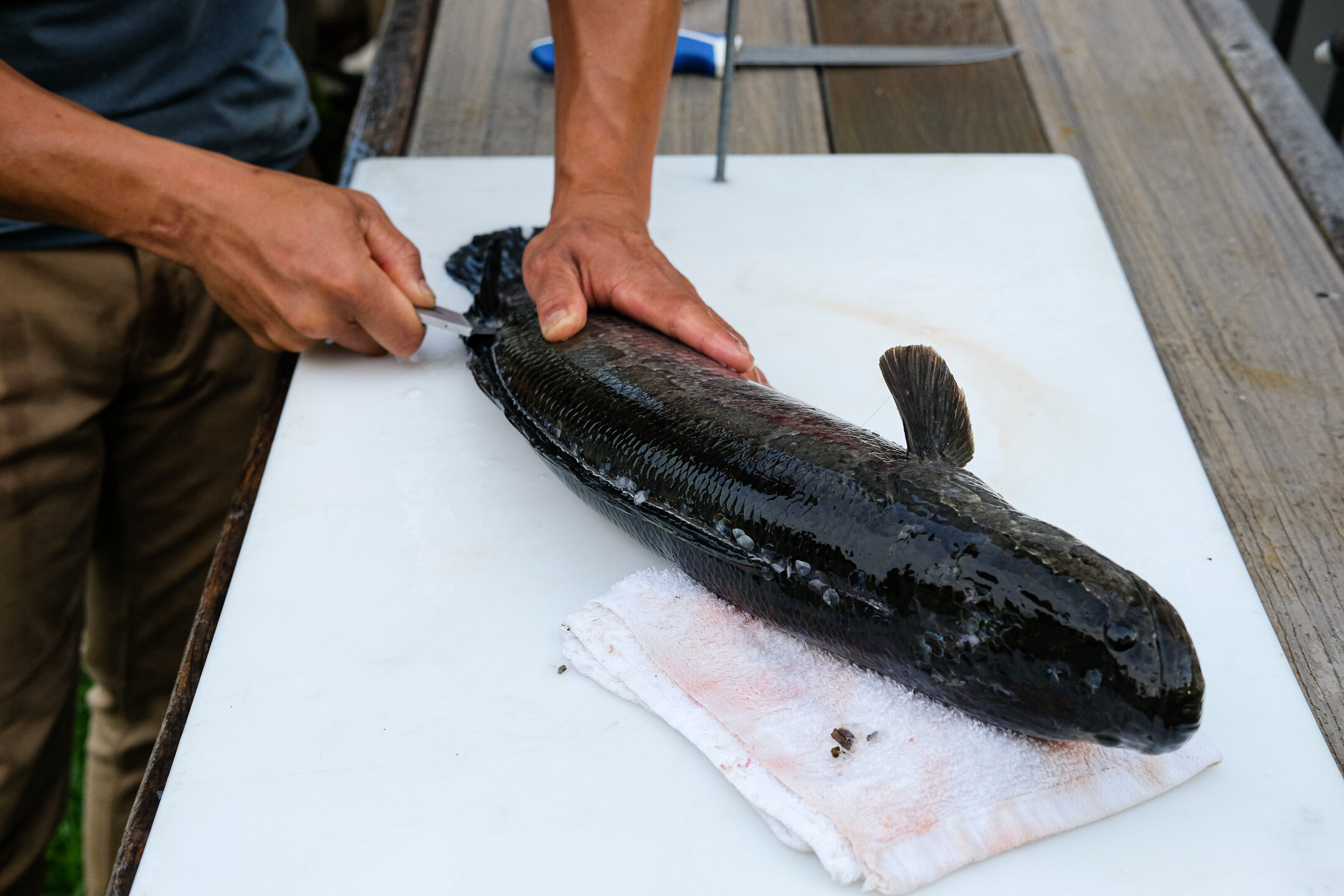 How to fillet a snakehead — Elevated Wild