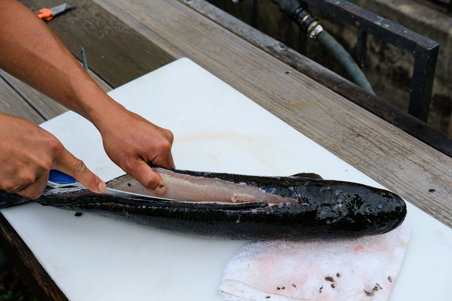 How to fillet a snakehead — Elevated Wild