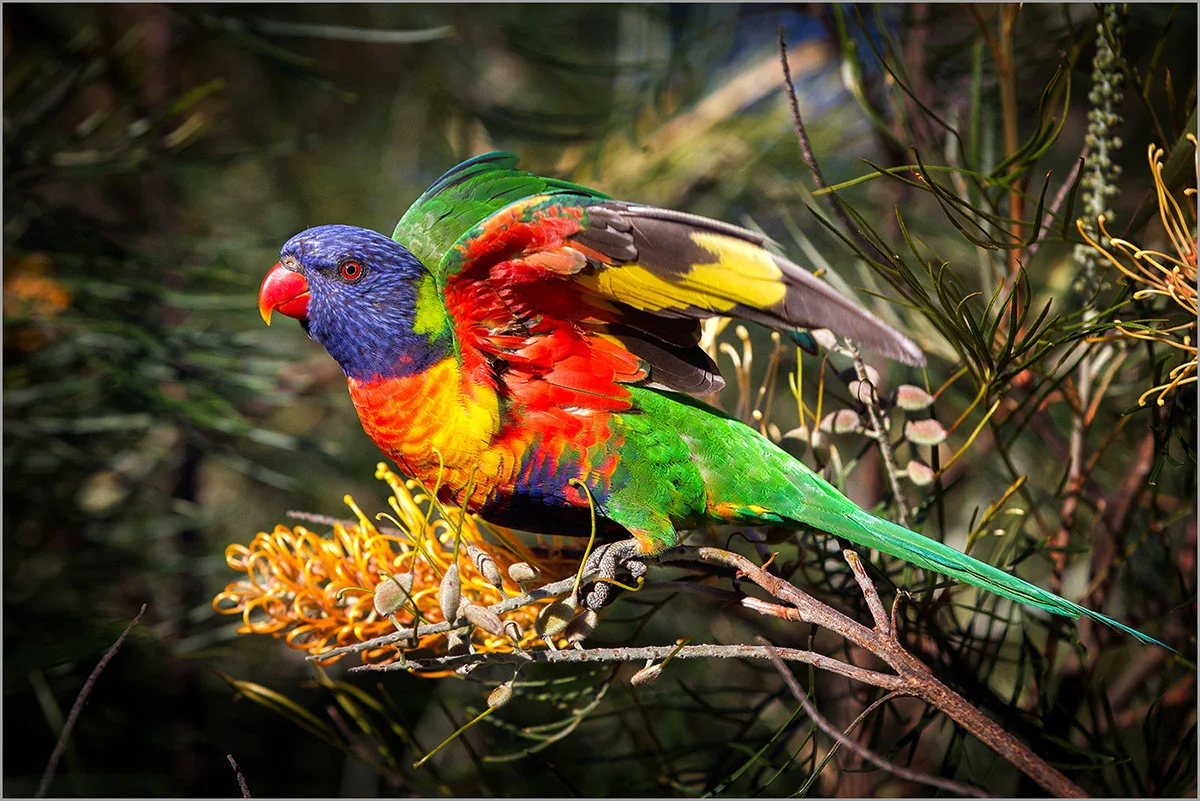 lorikeet