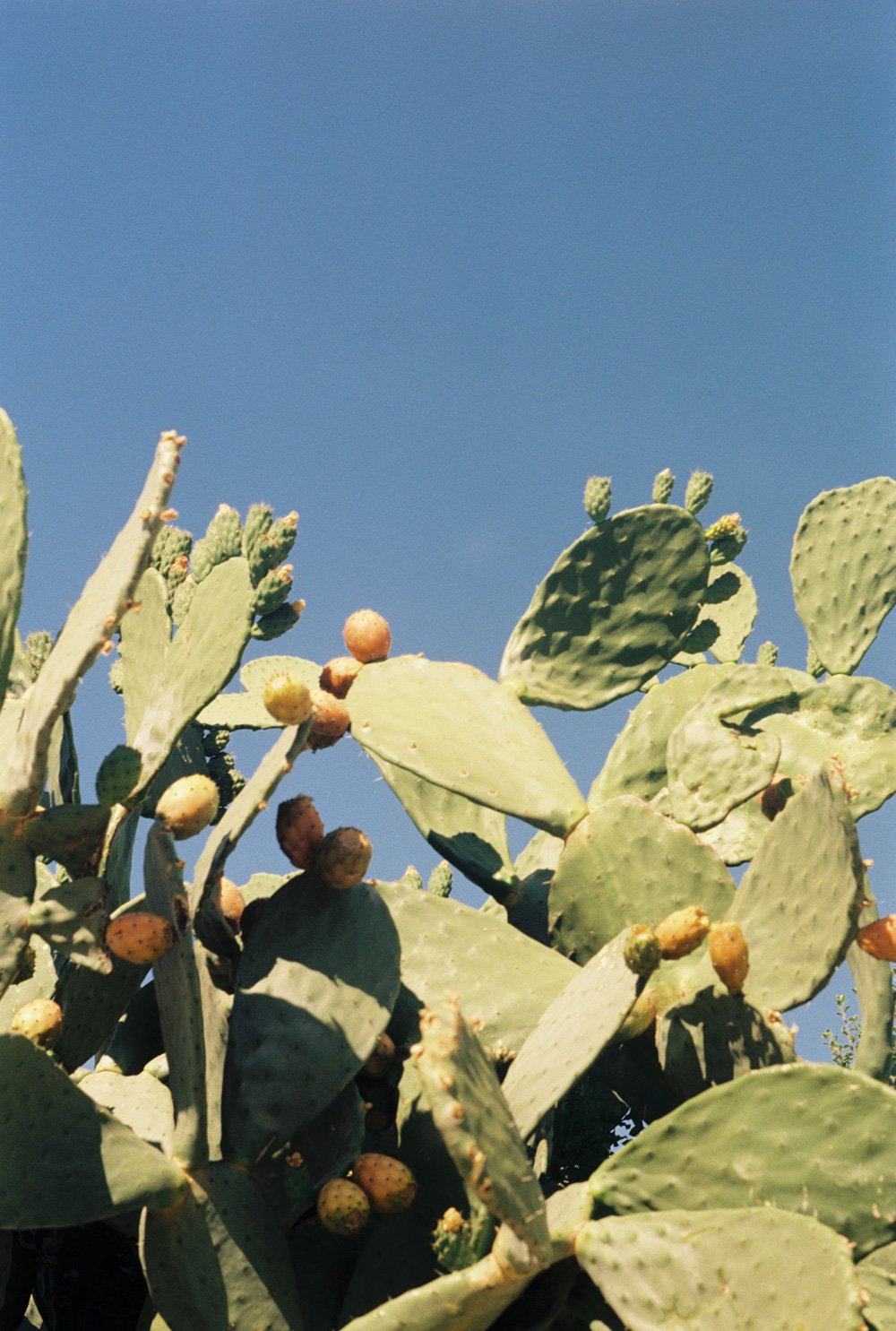 Cactus_Georgia_Mill_2024.jpg