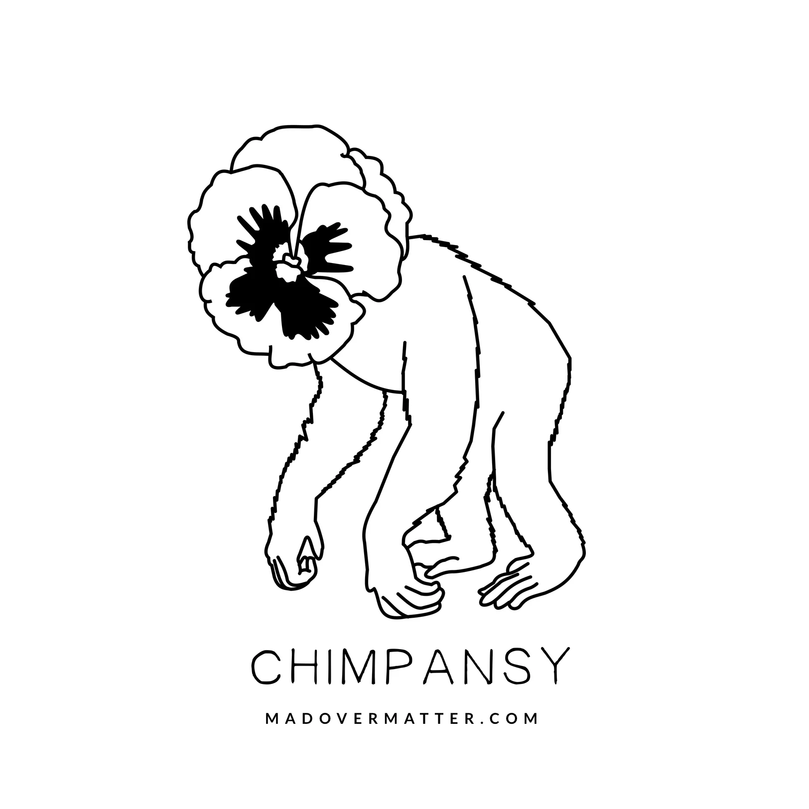 Chimpansy.jpg