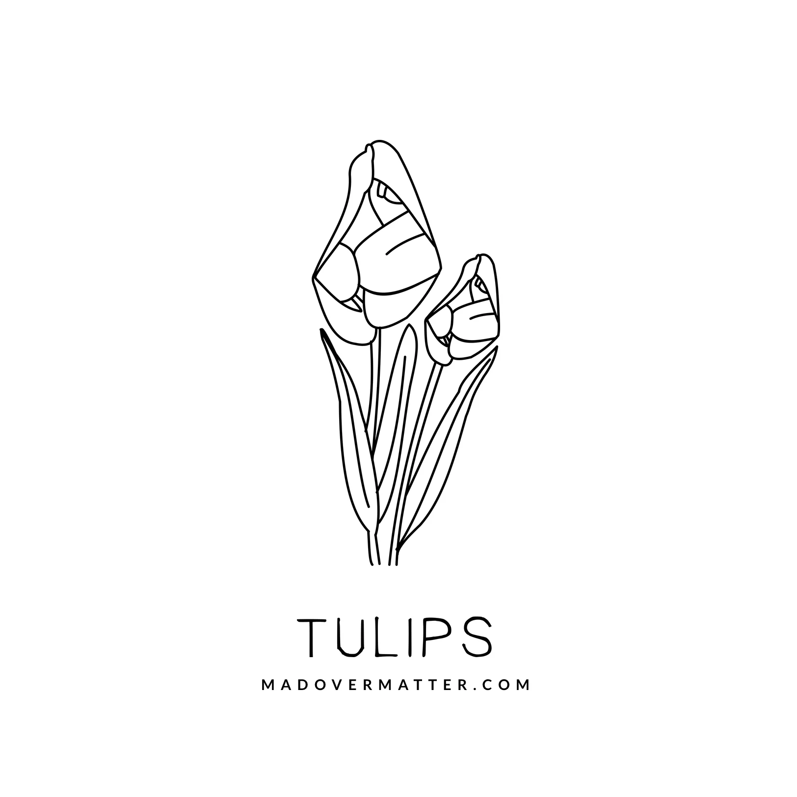 Tulips.jpg