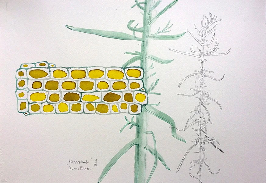 7.Karryplante..jpg